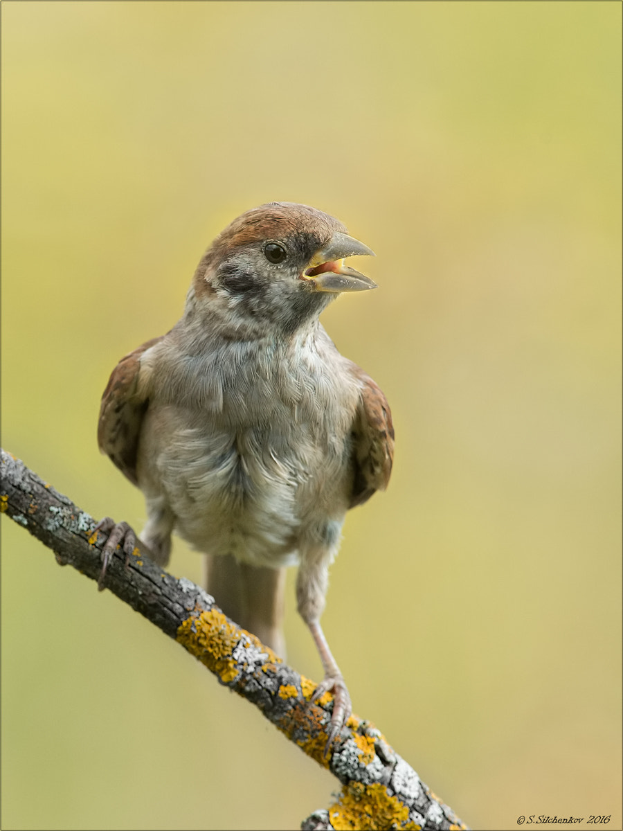 Nikon D4 + Nikon AF-S Nikkor 300mm F4D ED-IF sample photo. Macho! photography