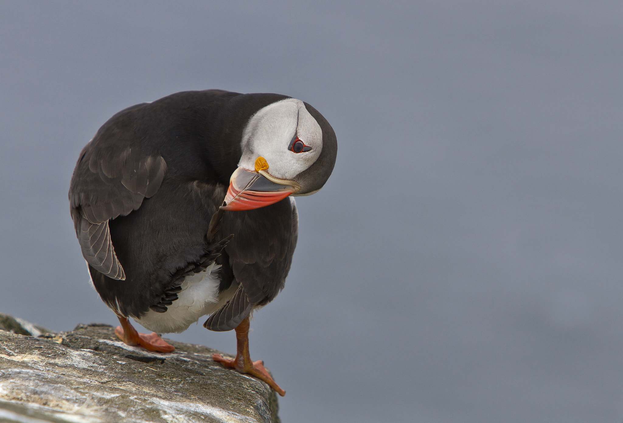 Canon EOS 7D + Canon EF 70-200mm F2.8L IS USM sample photo. Puffin preening photography