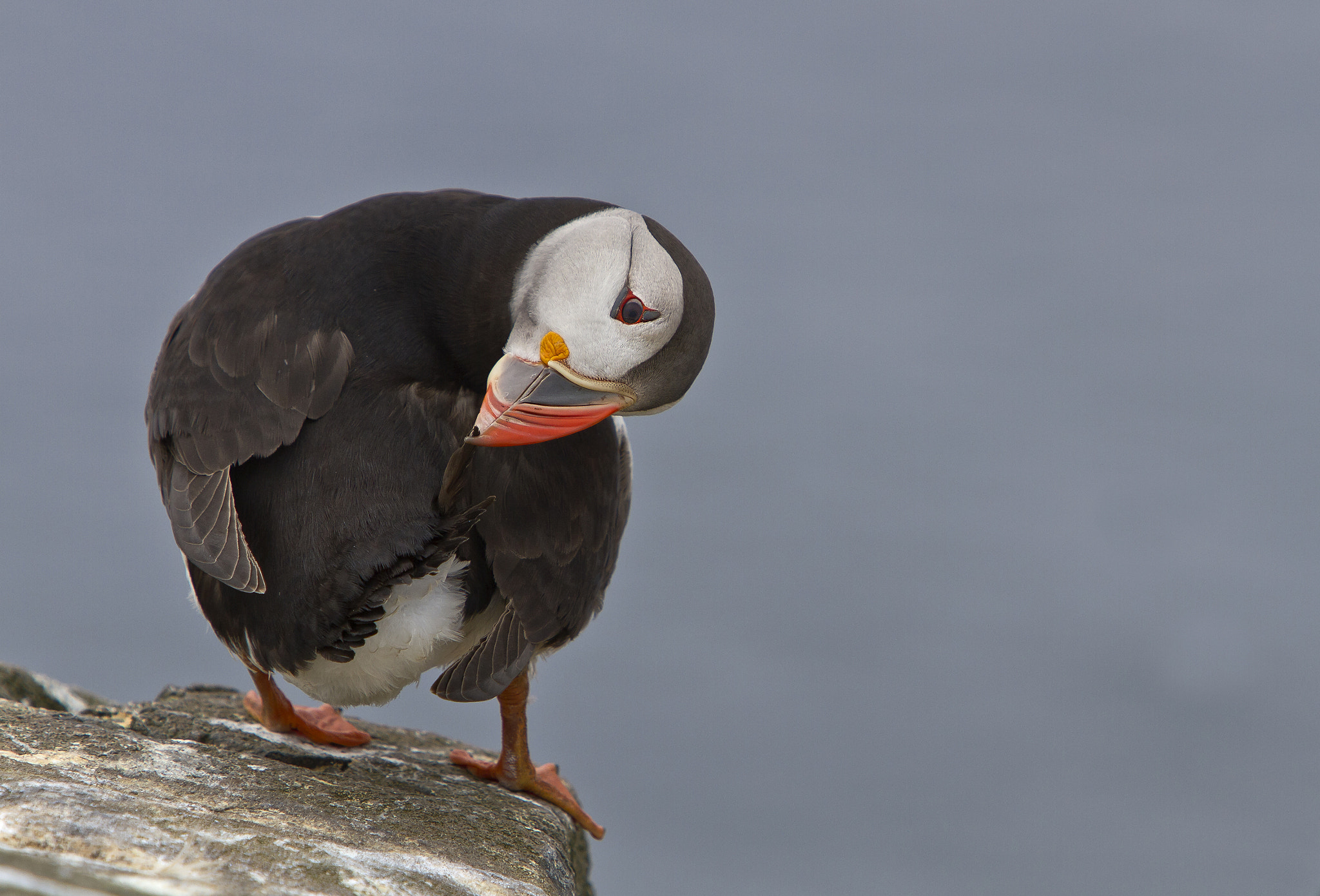 Canon EF 70-200mm F2.8L IS USM sample photo. Puffin preening photography