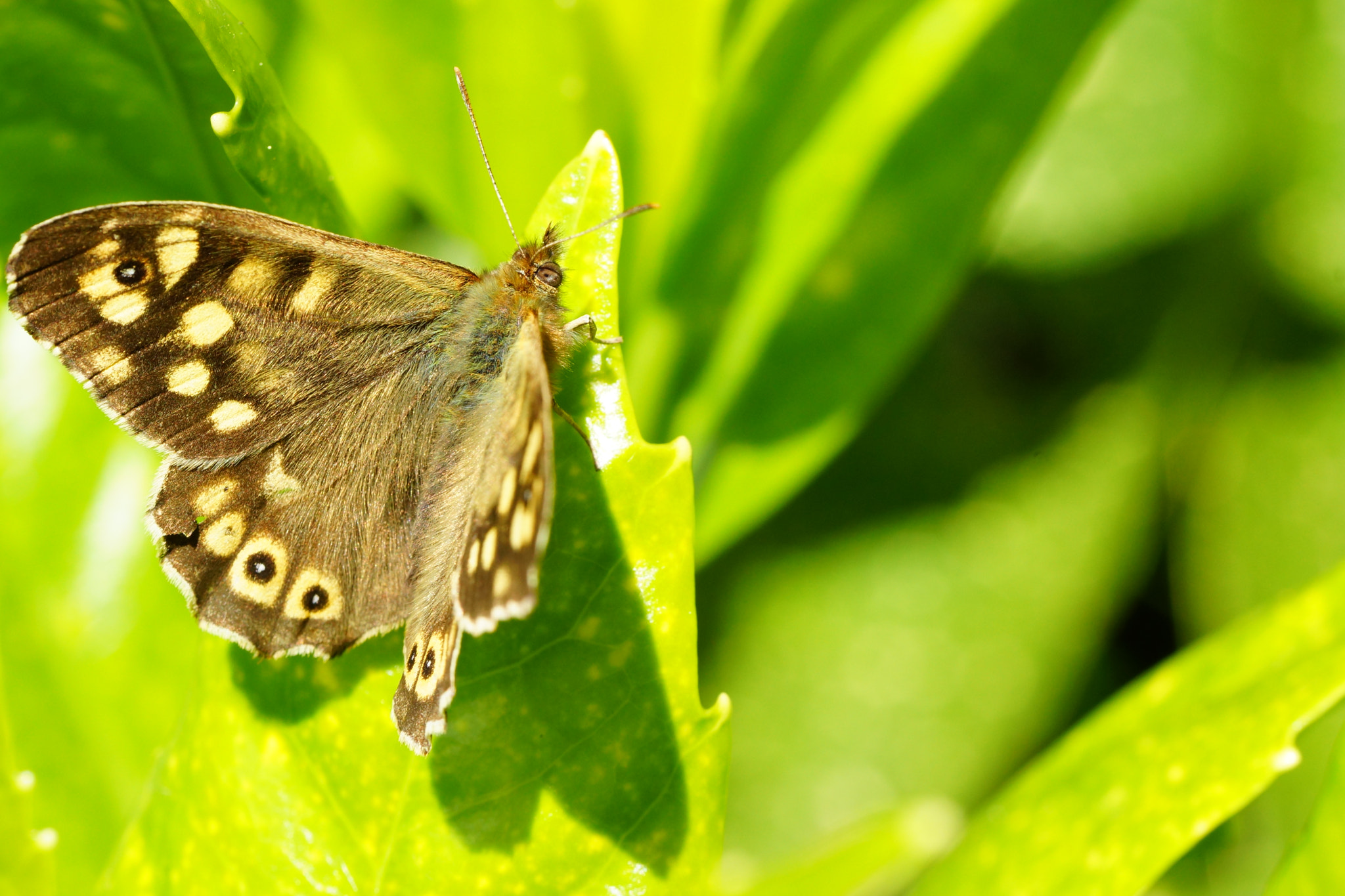 Sony SLT-A77 + Tamron Lens (255) sample photo. Butterfly on a leaf photography