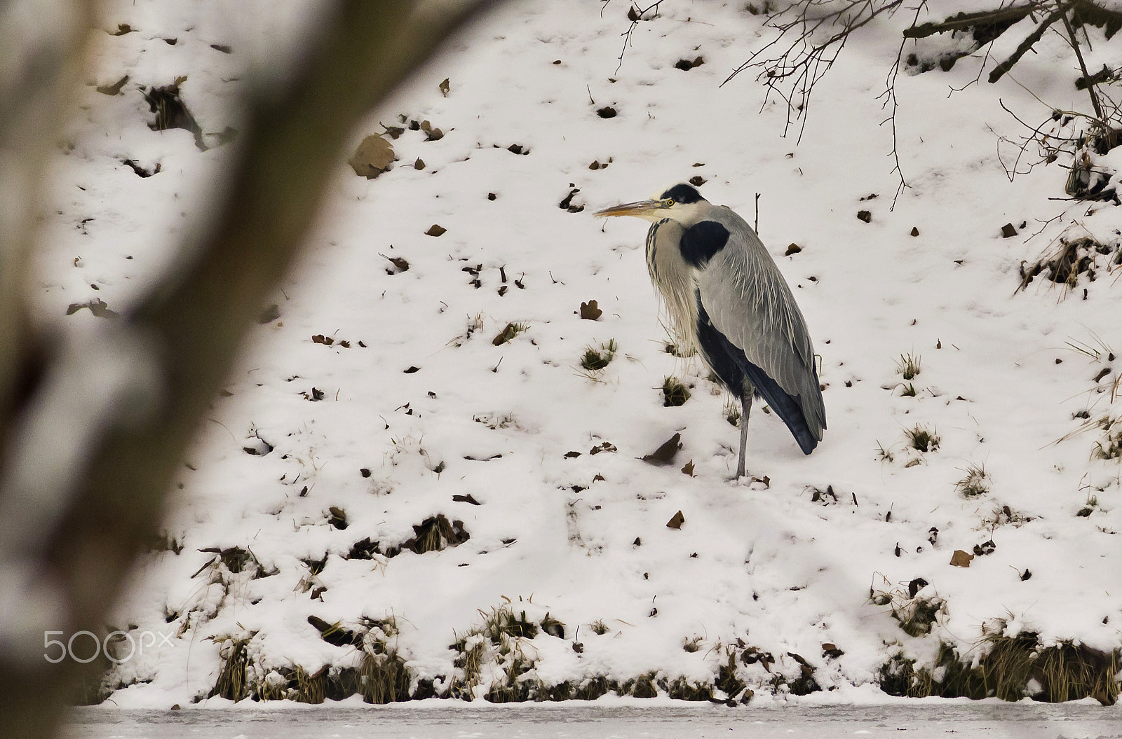 Canon EOS 600D (Rebel EOS T3i / EOS Kiss X5) + Canon EF 400mm F5.6L USM sample photo. Volavka popelavá wl-foto,použito tc - kenko 1,5x photography
