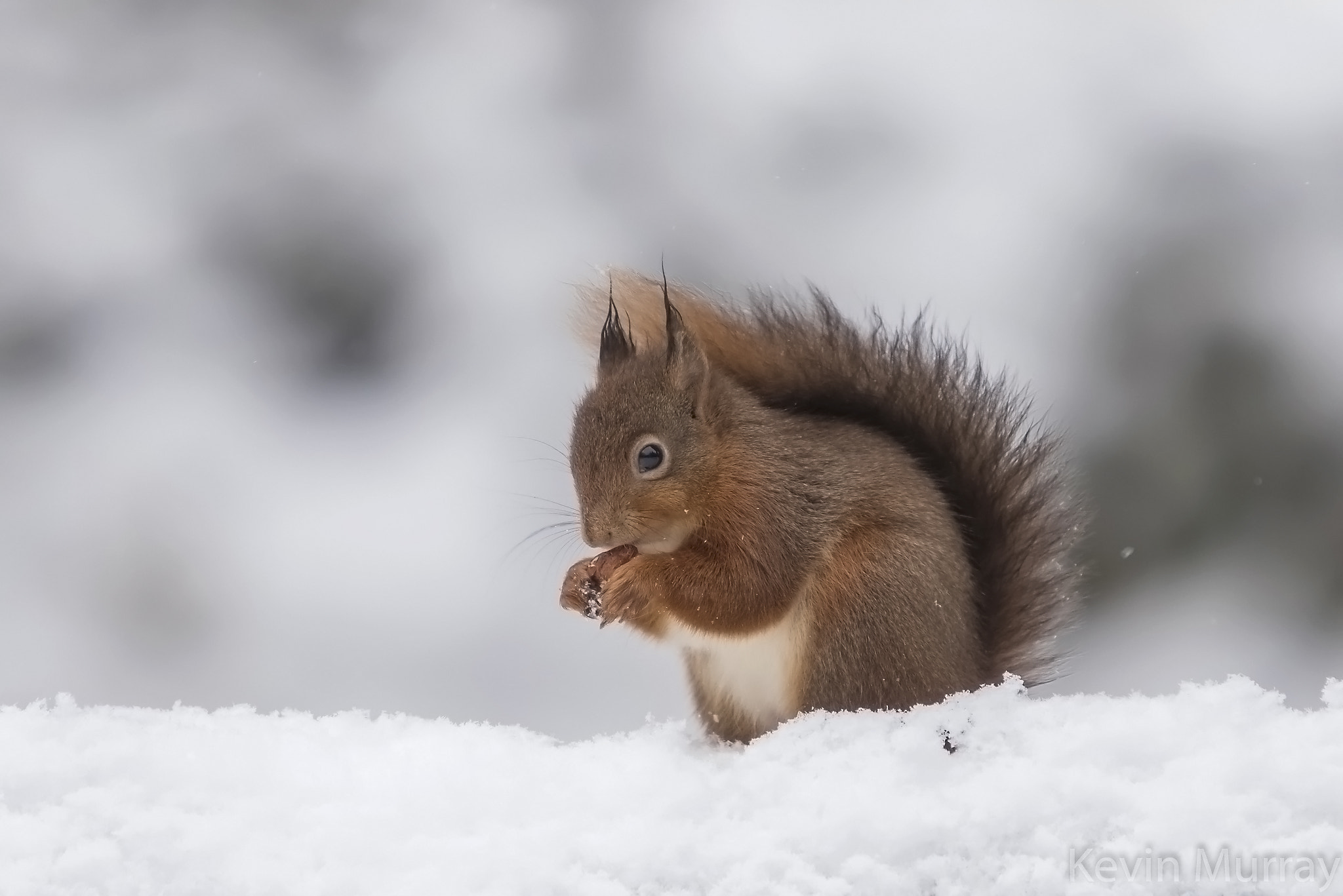 Canon EF 70-200mm F2.8L IS USM sample photo. Red squirrel in snow photography