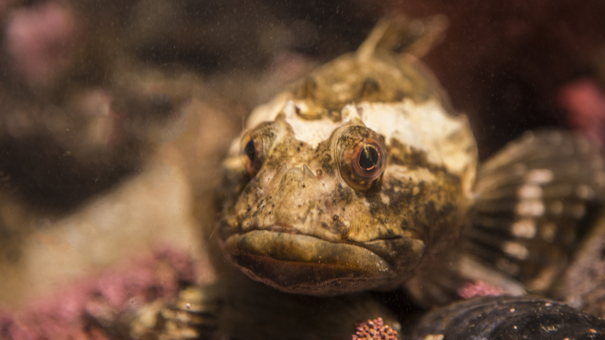 Canon EOS-1D C sample photo. Rockfish photography