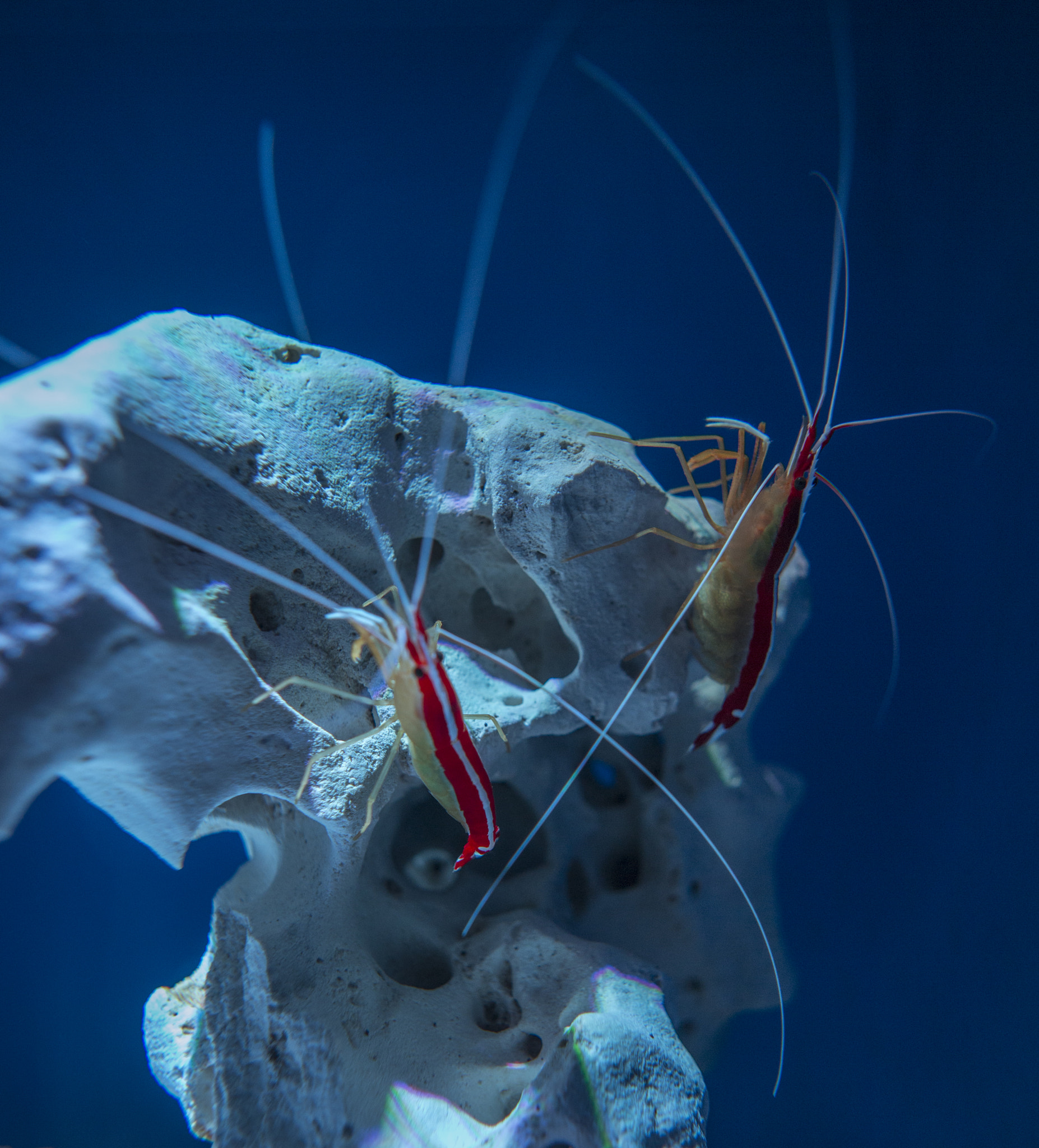 Canon EOS-1D C sample photo. Shrimp photography