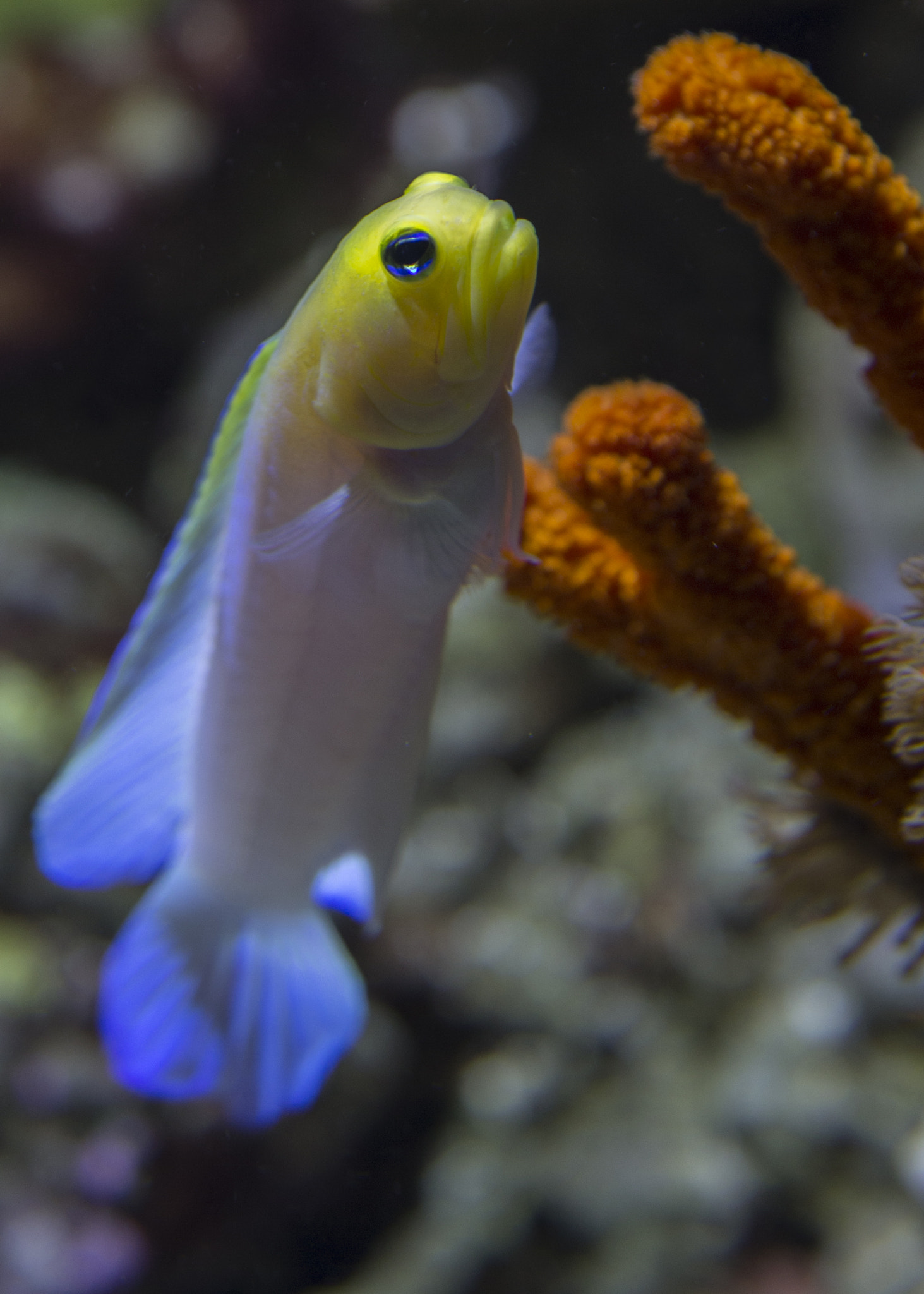 Canon EOS-1D C sample photo. Fish photography