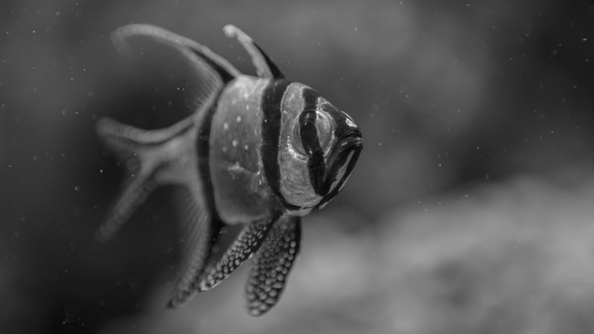 Canon EOS-1D C sample photo. Bluefish photography