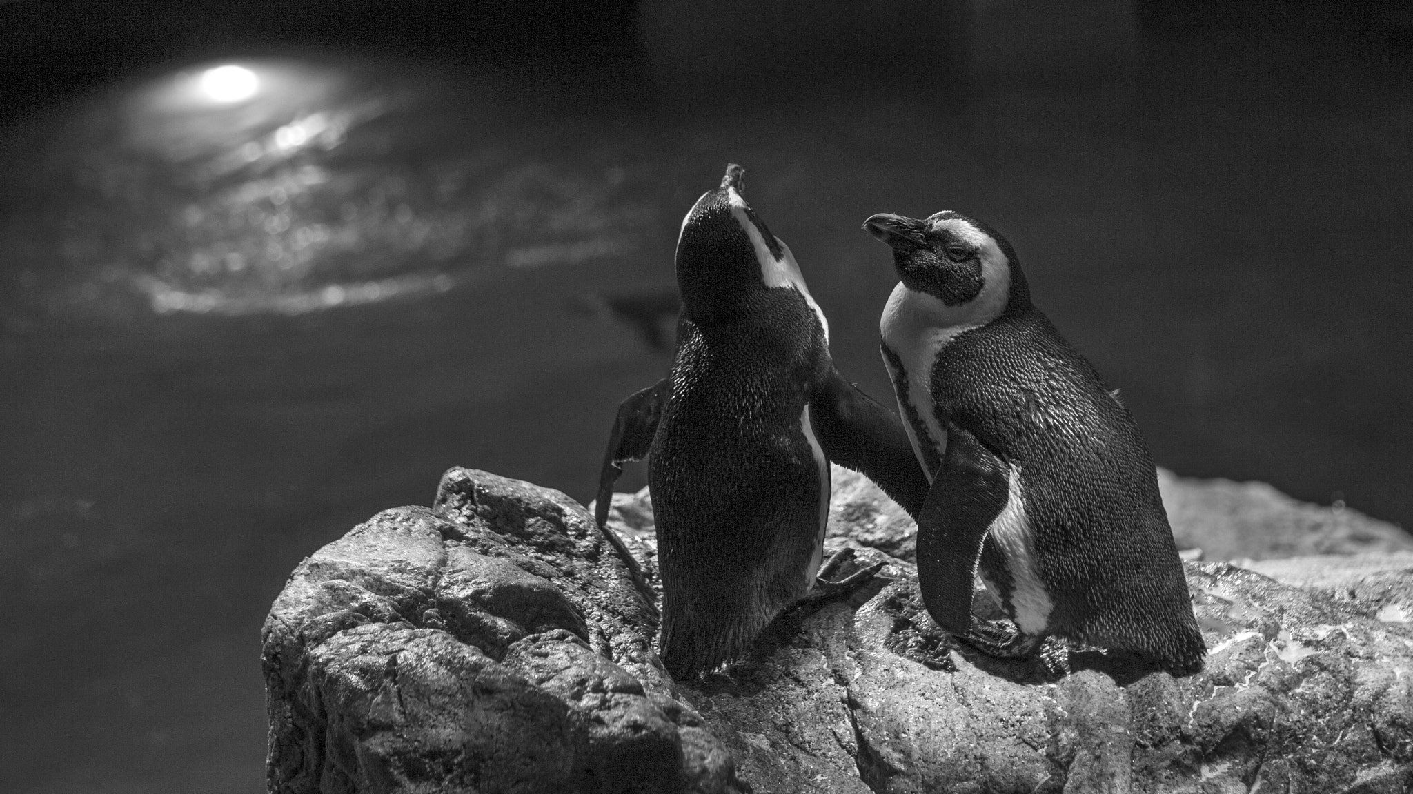 Canon EOS-1D C sample photo. Bpenguin photography