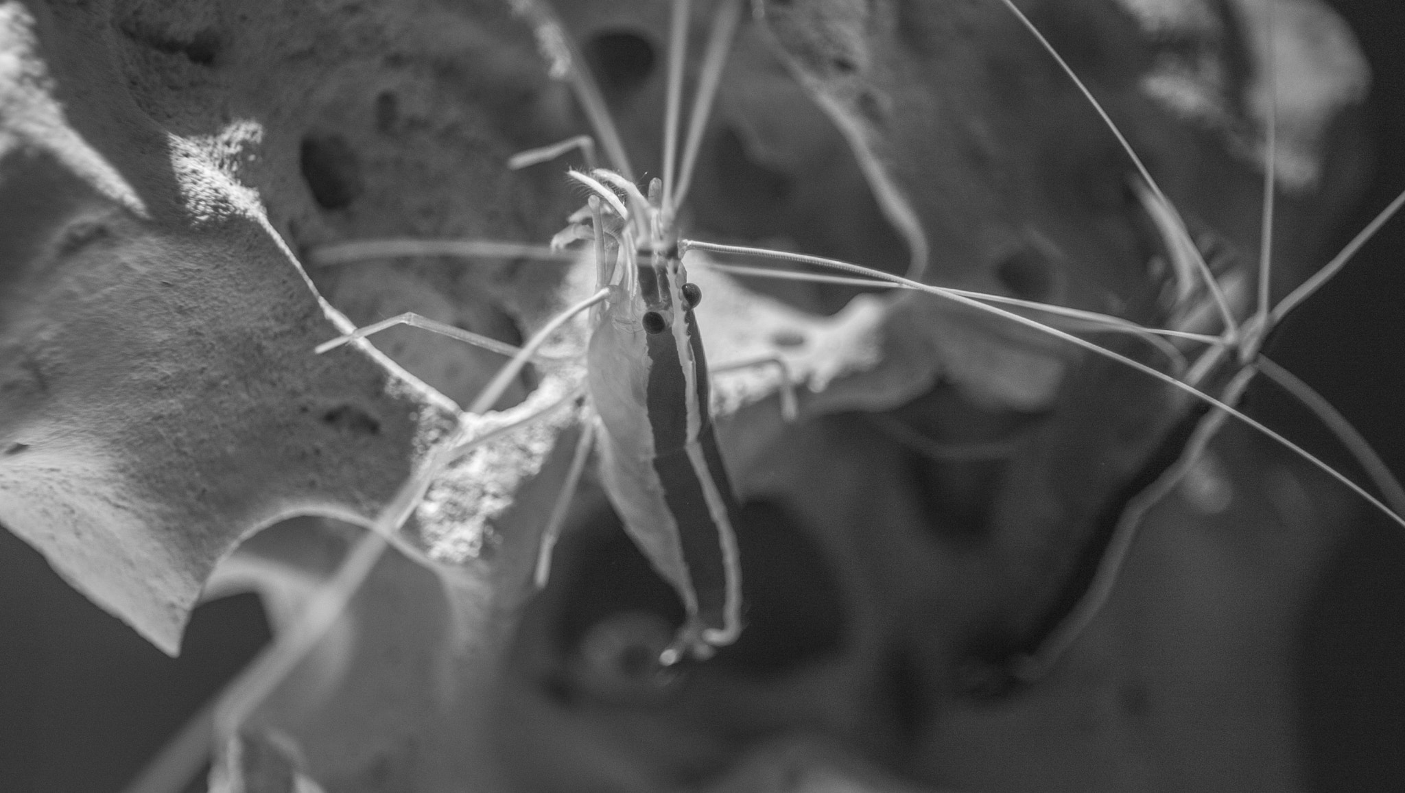 Canon EOS-1D C sample photo. Bandwshrimp photography