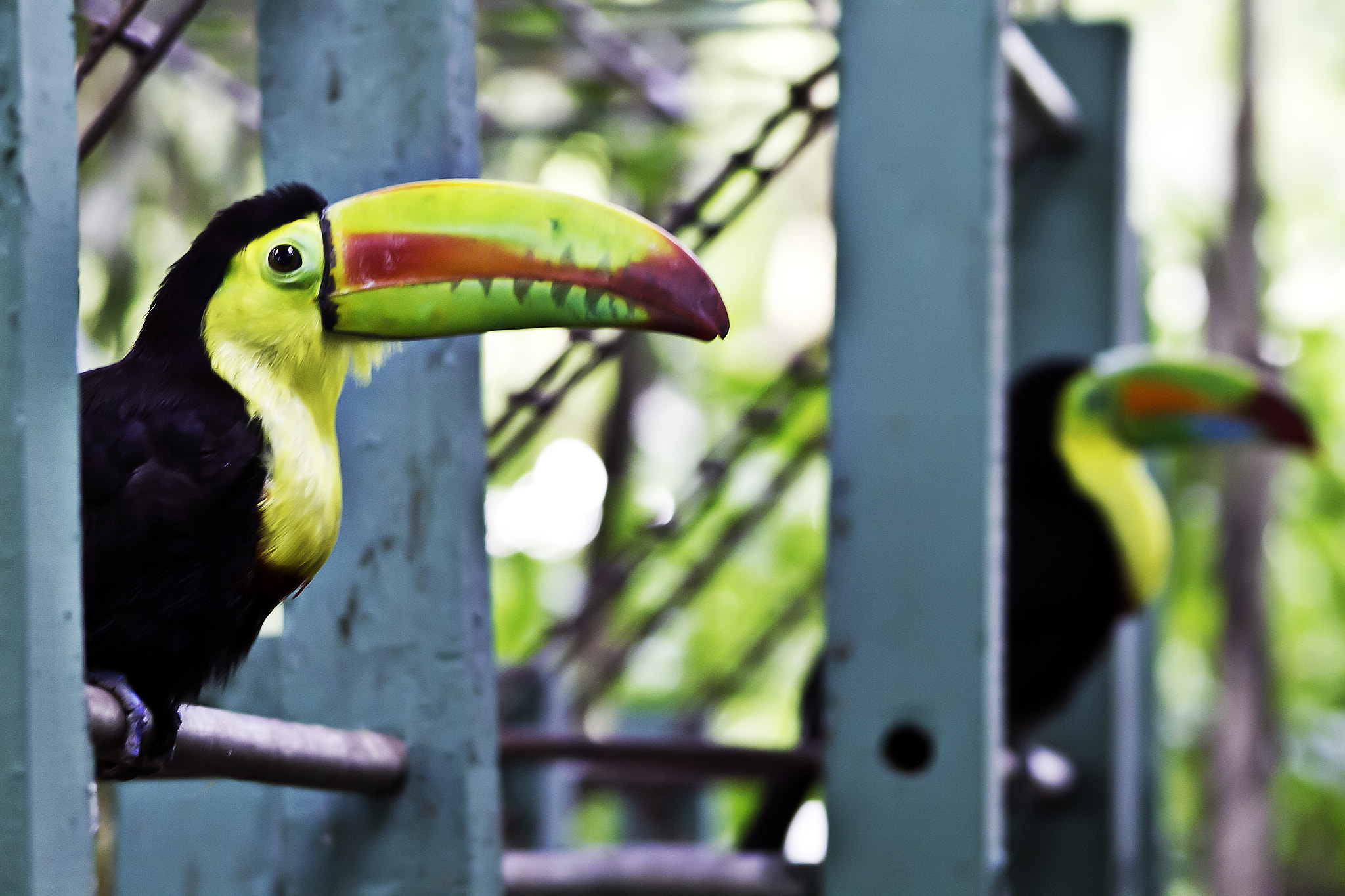 Canon EF 90-300mm F4.5-5.6 sample photo. Tucanes en colombia photography