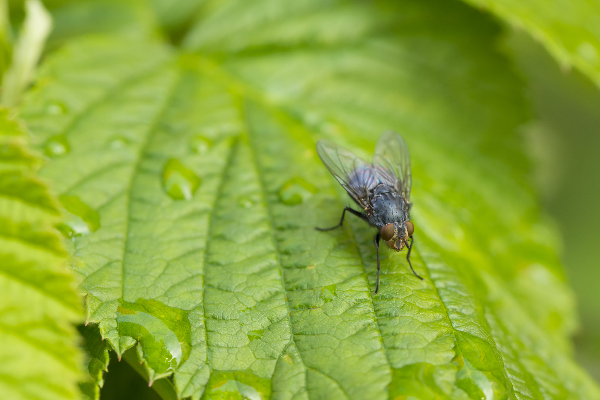 Sony SLT-A77 + Tamron Lens (255) sample photo. Fly on leaf photography