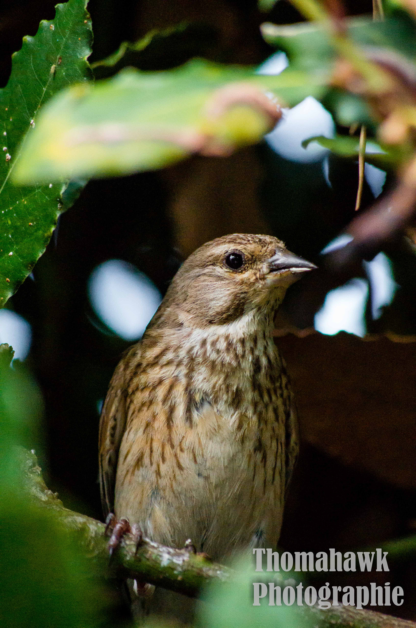 Pentax smc DA 55-300mm F4.0-5.8 ED sample photo. Really close little bird photography