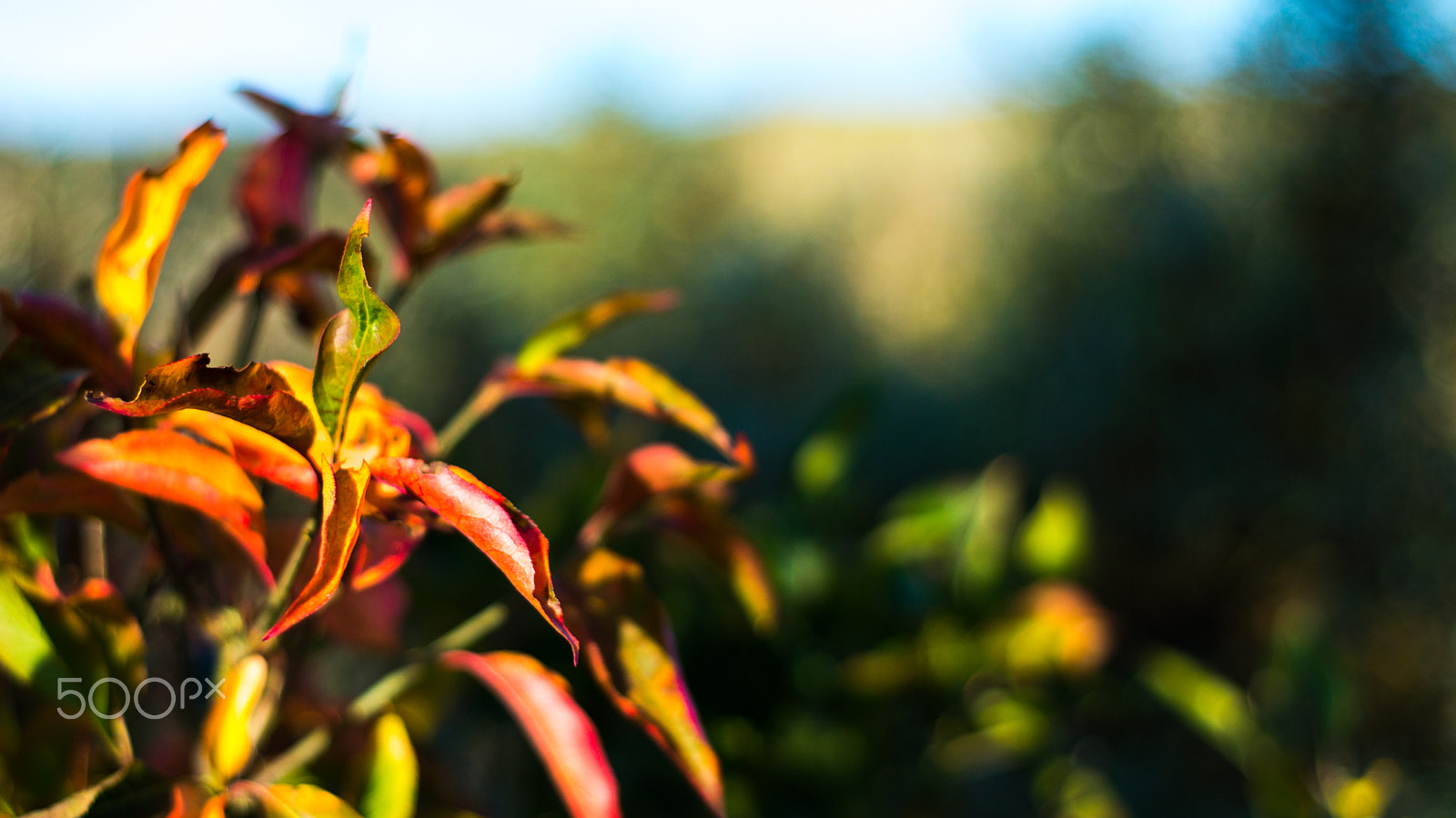 Nikon D800E + Nikon AF Nikkor 50mm F1.8D sample photo. Autumn photography