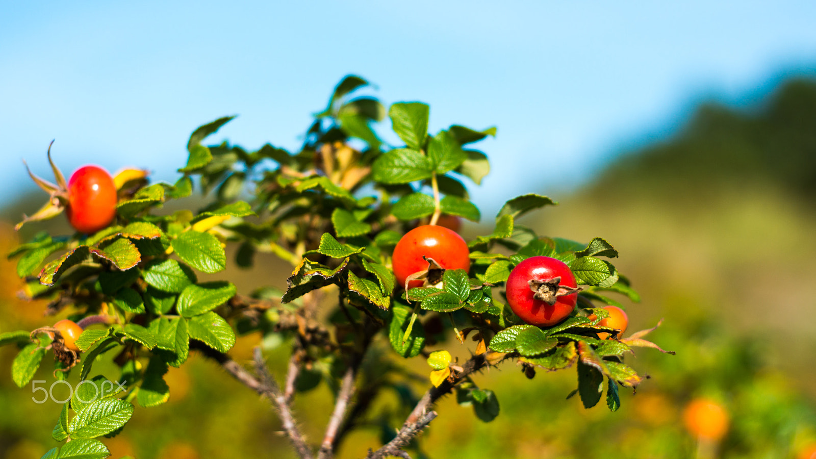 Nikon D800E + Nikon AF Nikkor 50mm F1.8D sample photo. Red berries  on bush photography