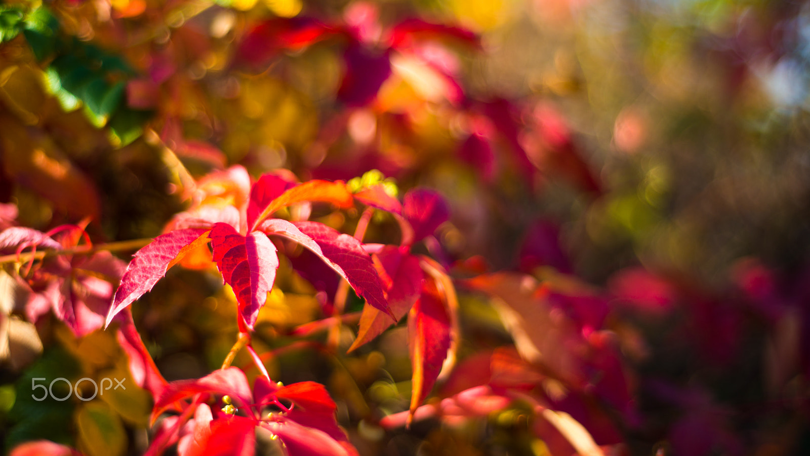 Nikon D800E + Nikon AF Nikkor 50mm F1.8D sample photo. Red leaves in autumn photography