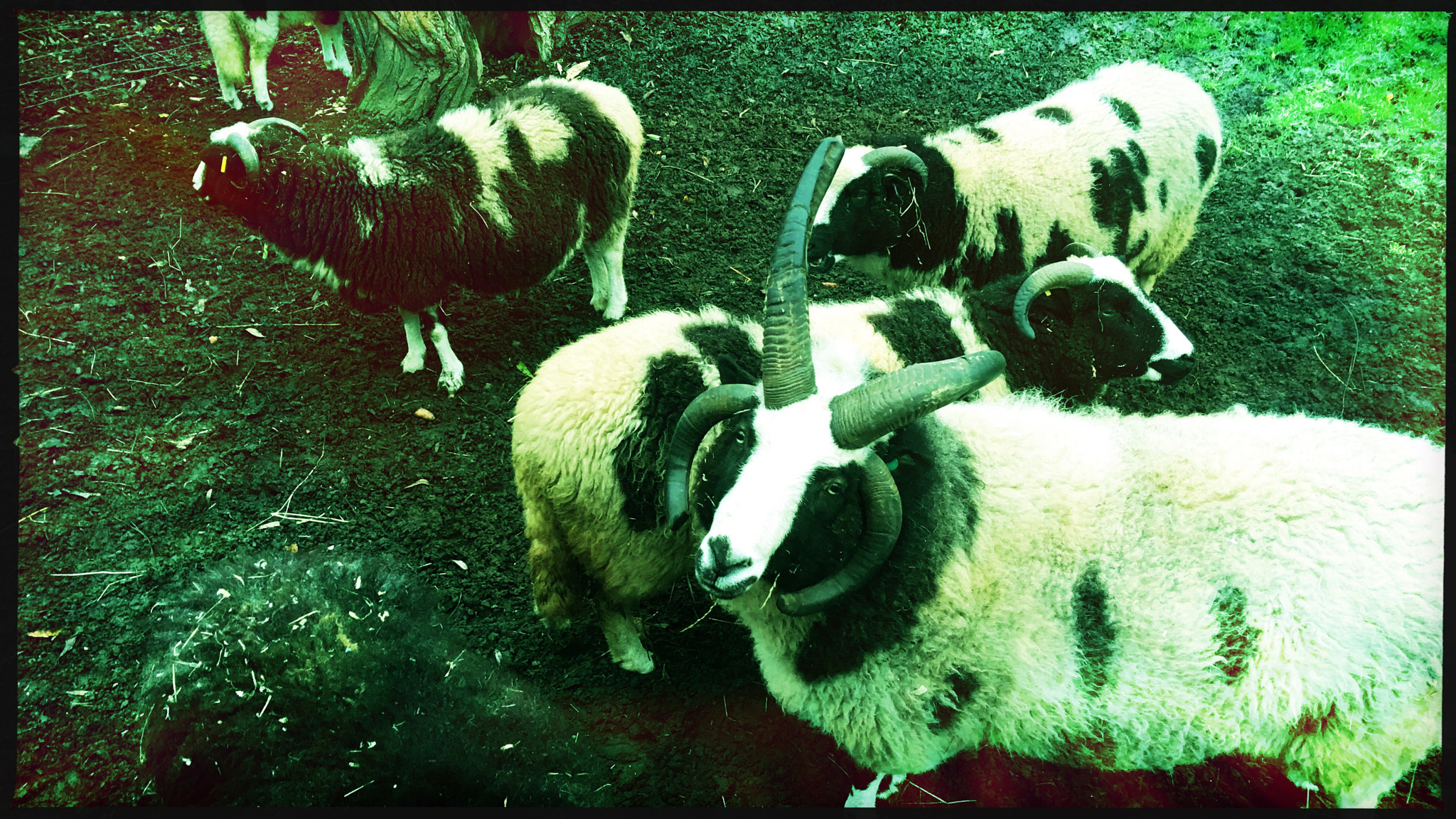 Hipstamatic 304 sample photo. Chalk farm photography