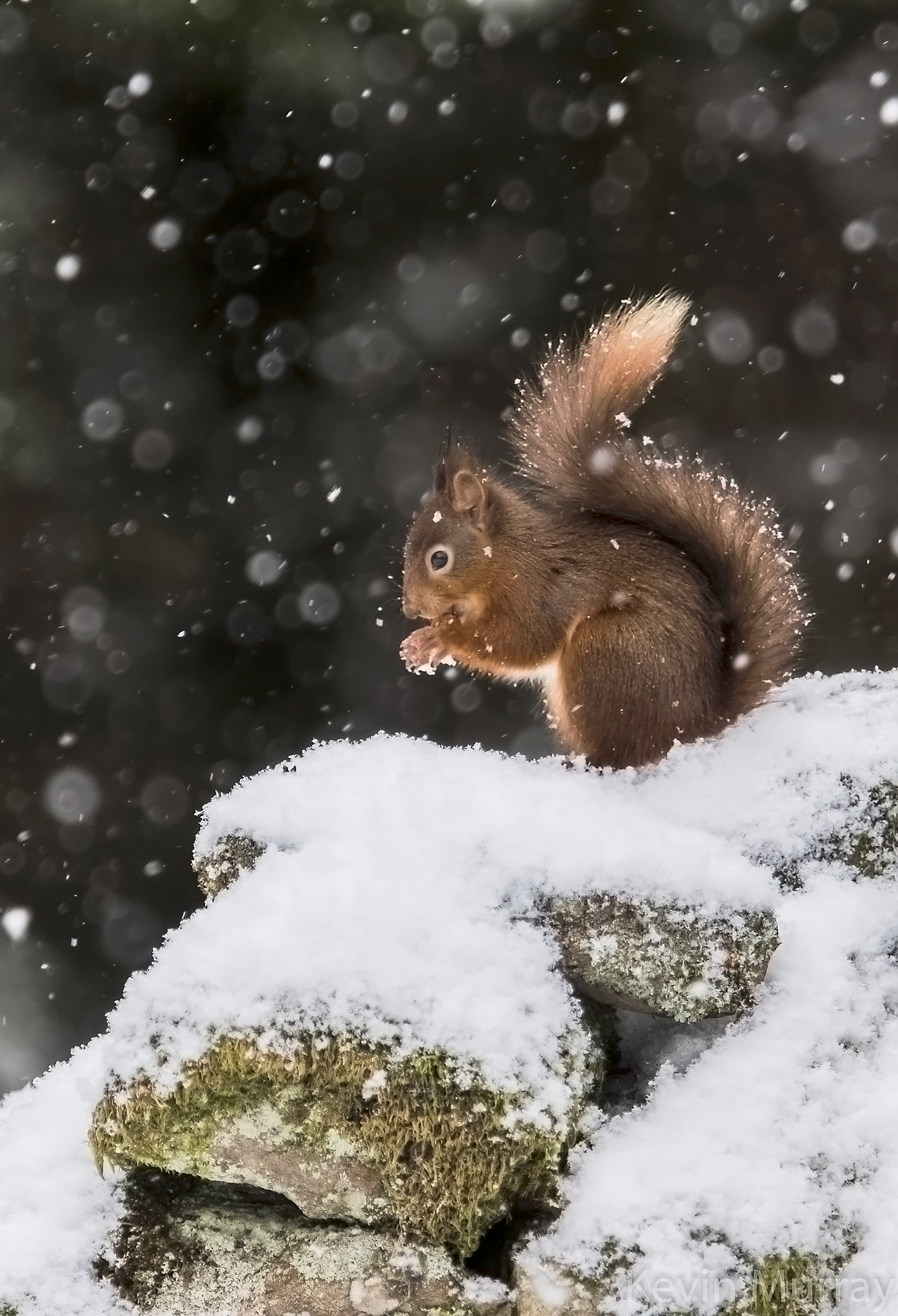 Canon EF 70-200mm F2.8L IS USM sample photo. Red squirrel in falling snow photography