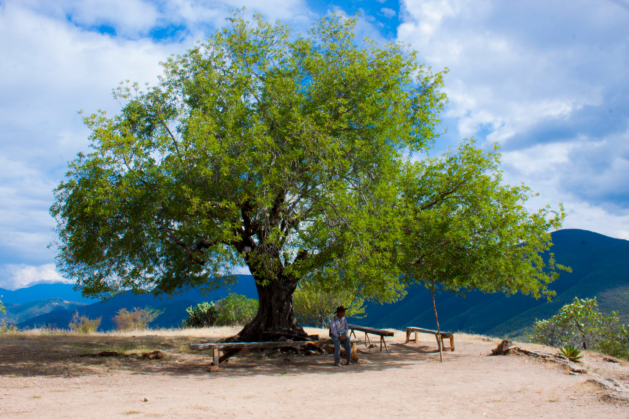 Canon EF-S 18-55mm F3.5-5.6 sample photo. Old roots photography