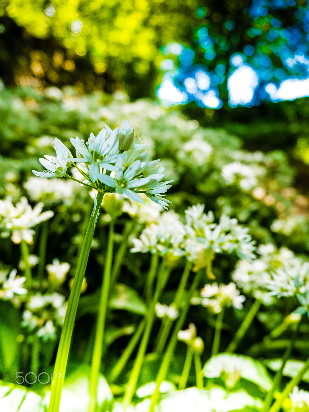 LUMIX G VARIO PZ 14-42/F3.5-5.6 sample photo. Wild garlic besides arnside path photography