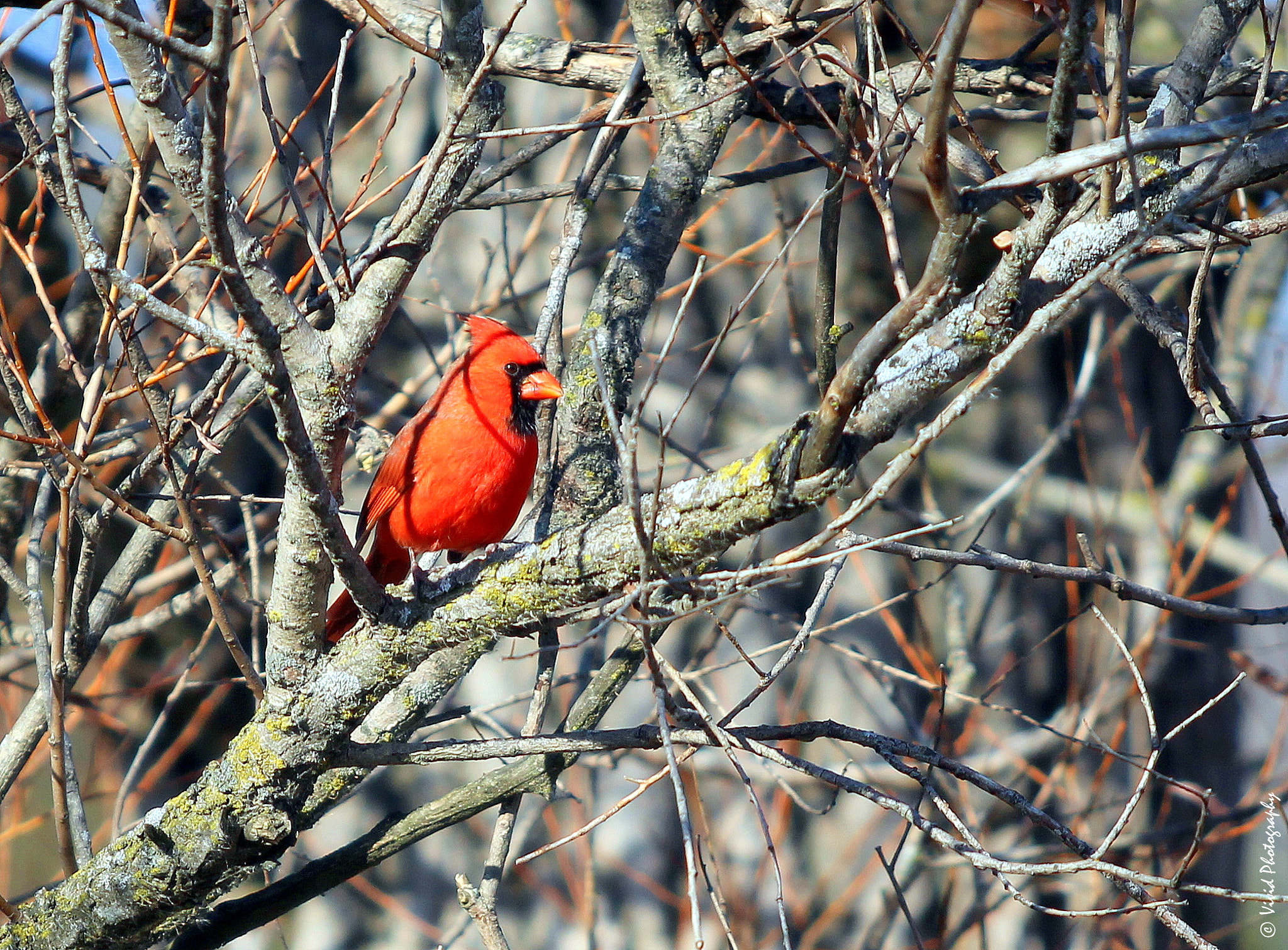 Canon EF 70-200mm F2.8L USM sample photo. Cardinal holiday photography
