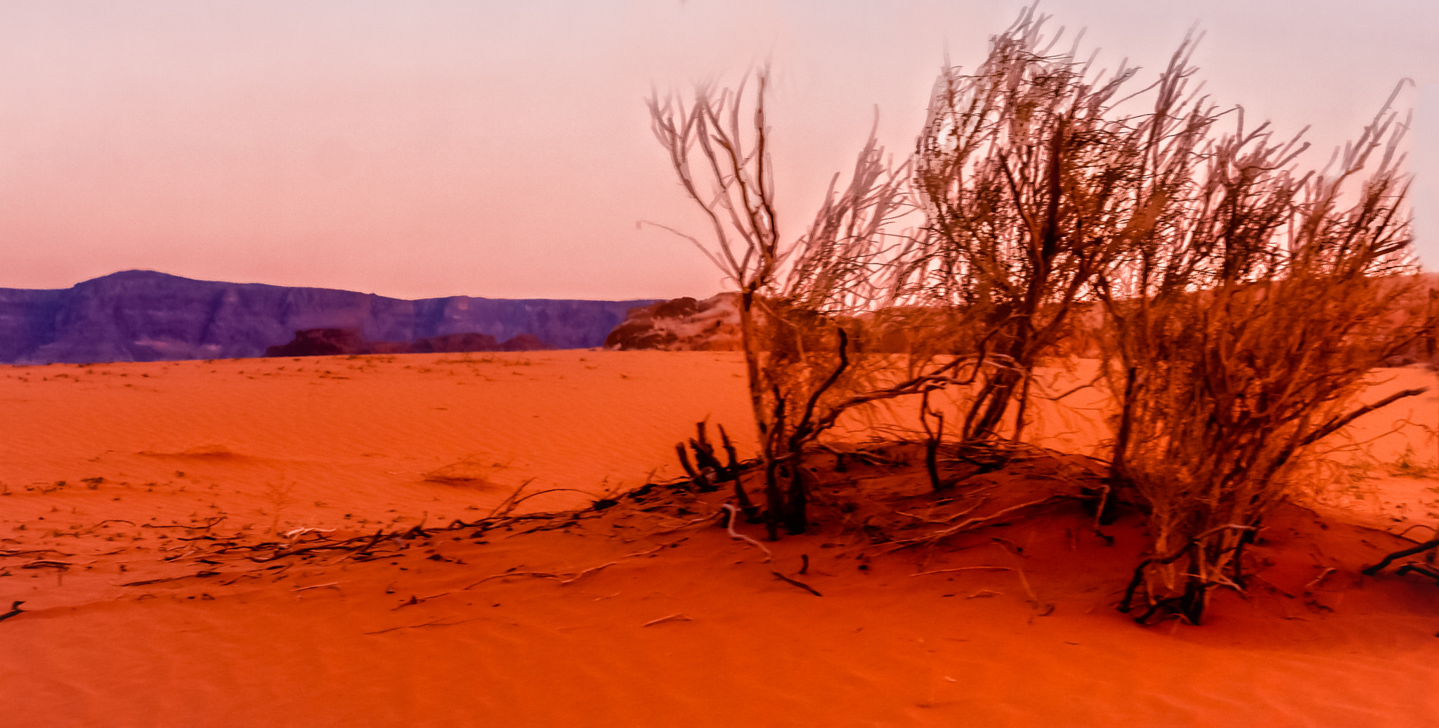 Canon EOS 40D + Tamron 16-300mm F3.5-6.3 Di II VC PZD Macro sample photo. Desert trees photography