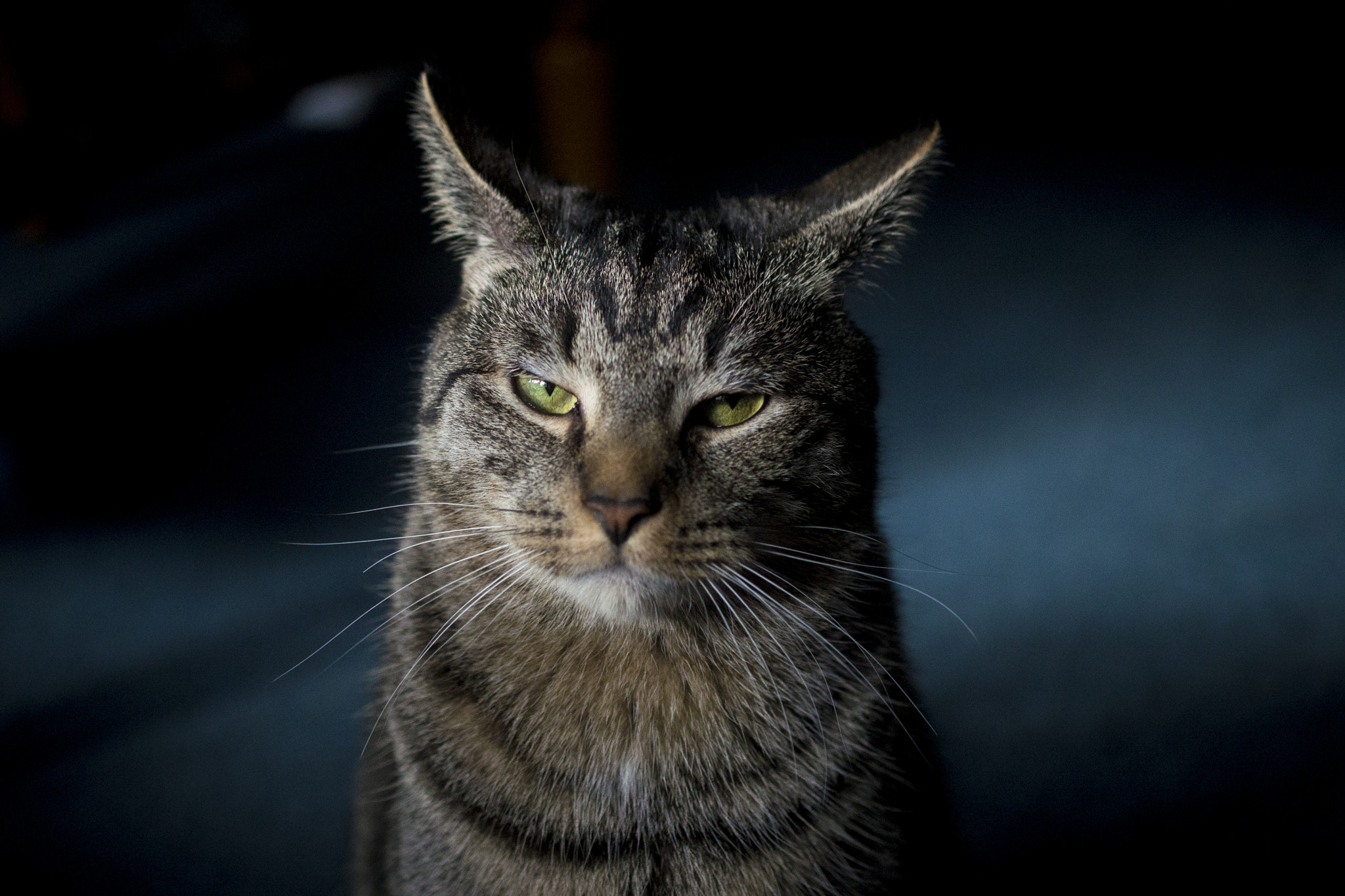 Nikon AF-S DX Micro Nikkor 40mm F2.8 sample photo. Django: worlds sassiest cat photography