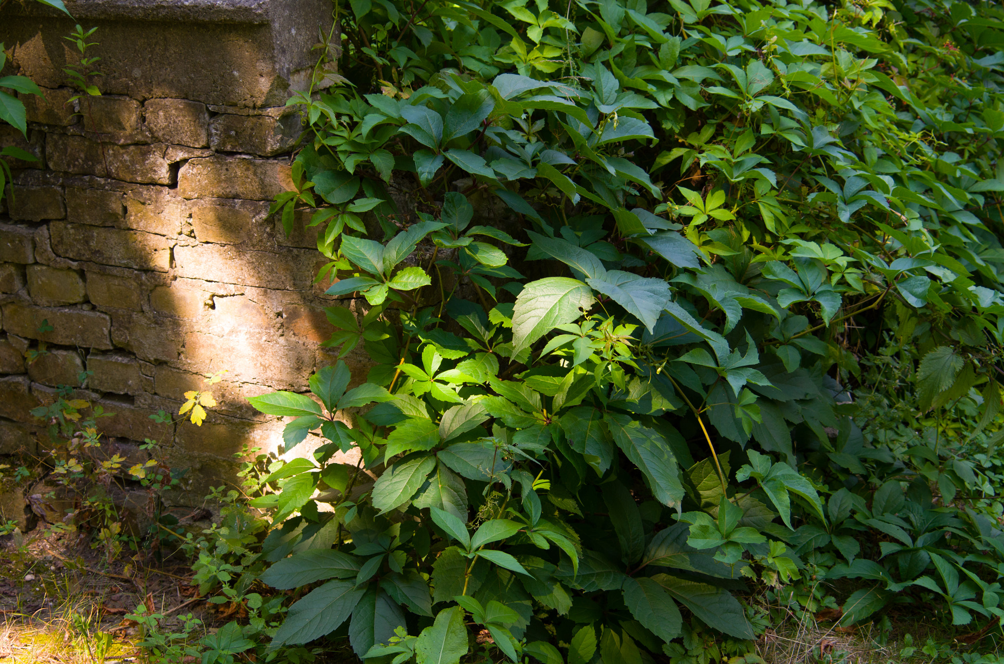 AF Zoom-Nikkor 35-80mm f/4-5.6D sample photo