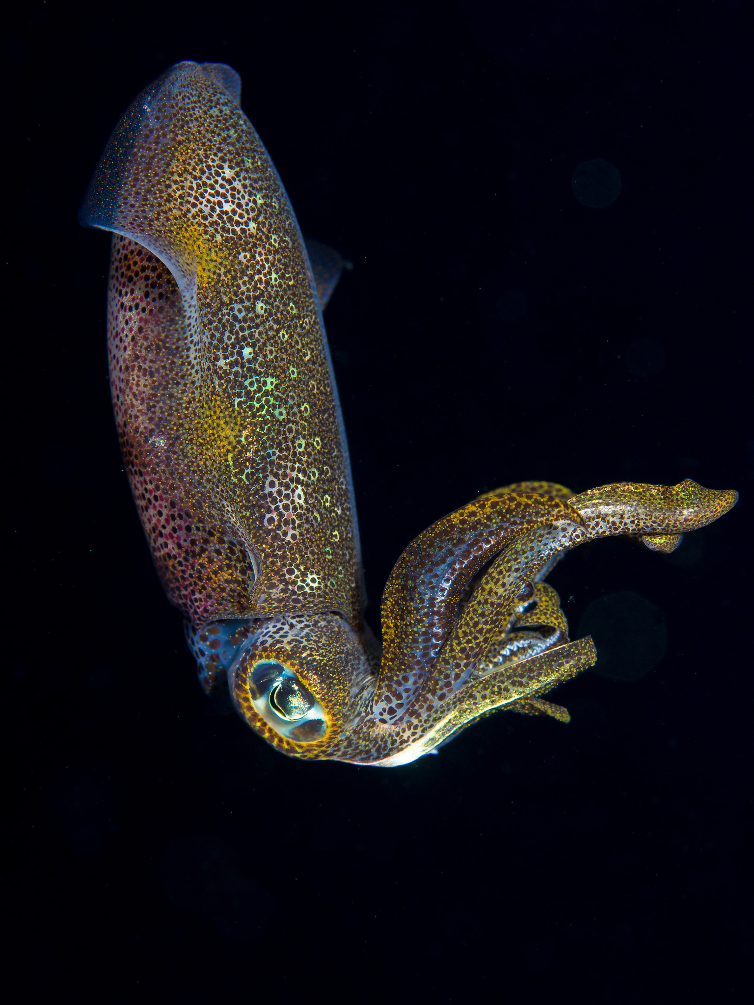 Olympus PEN E-PL5 sample photo. Reef squid at night photography