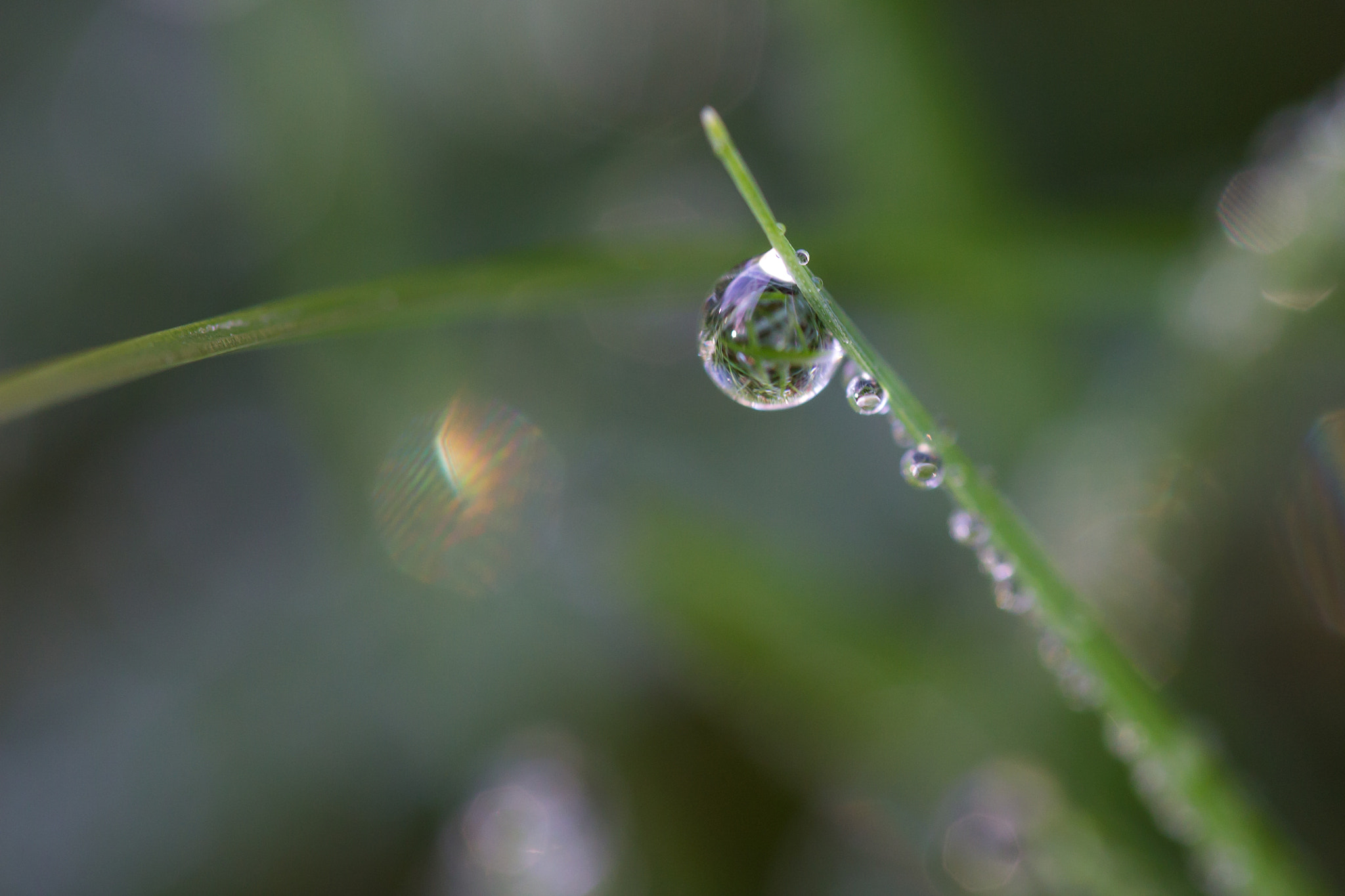 Tamron SP AF 60mm F2 Di II LD IF Macro sample photo. Rosée d'hiver photography