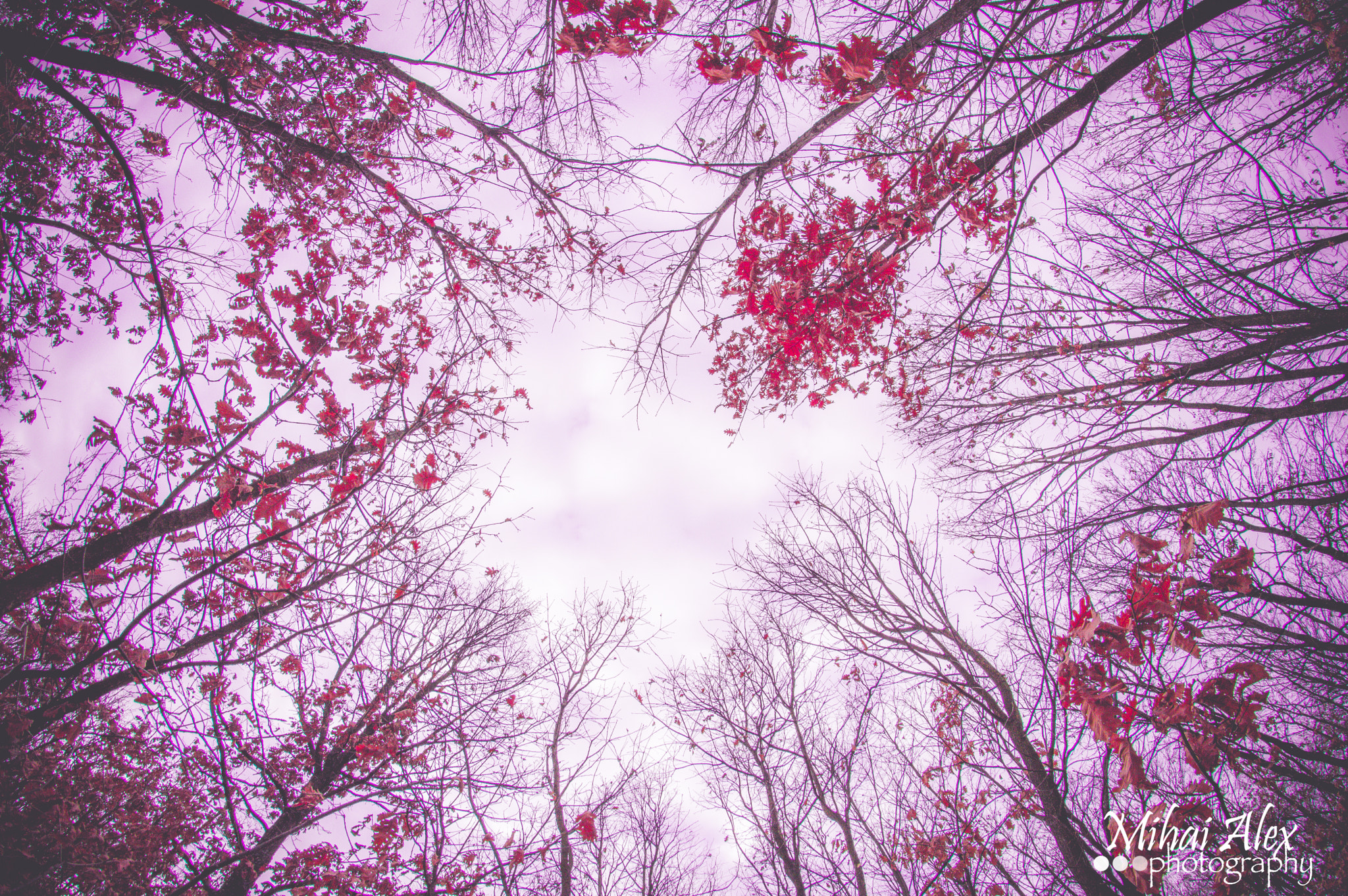 Nikon D3200 + Samyang 8mm F3.5 Aspherical IF MC Fisheye sample photo. Nature photography