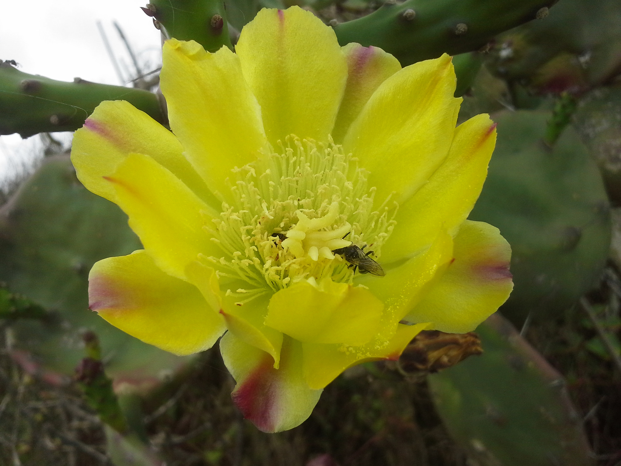 Samsung Galaxy Beam sample photo. Cactus flower photography