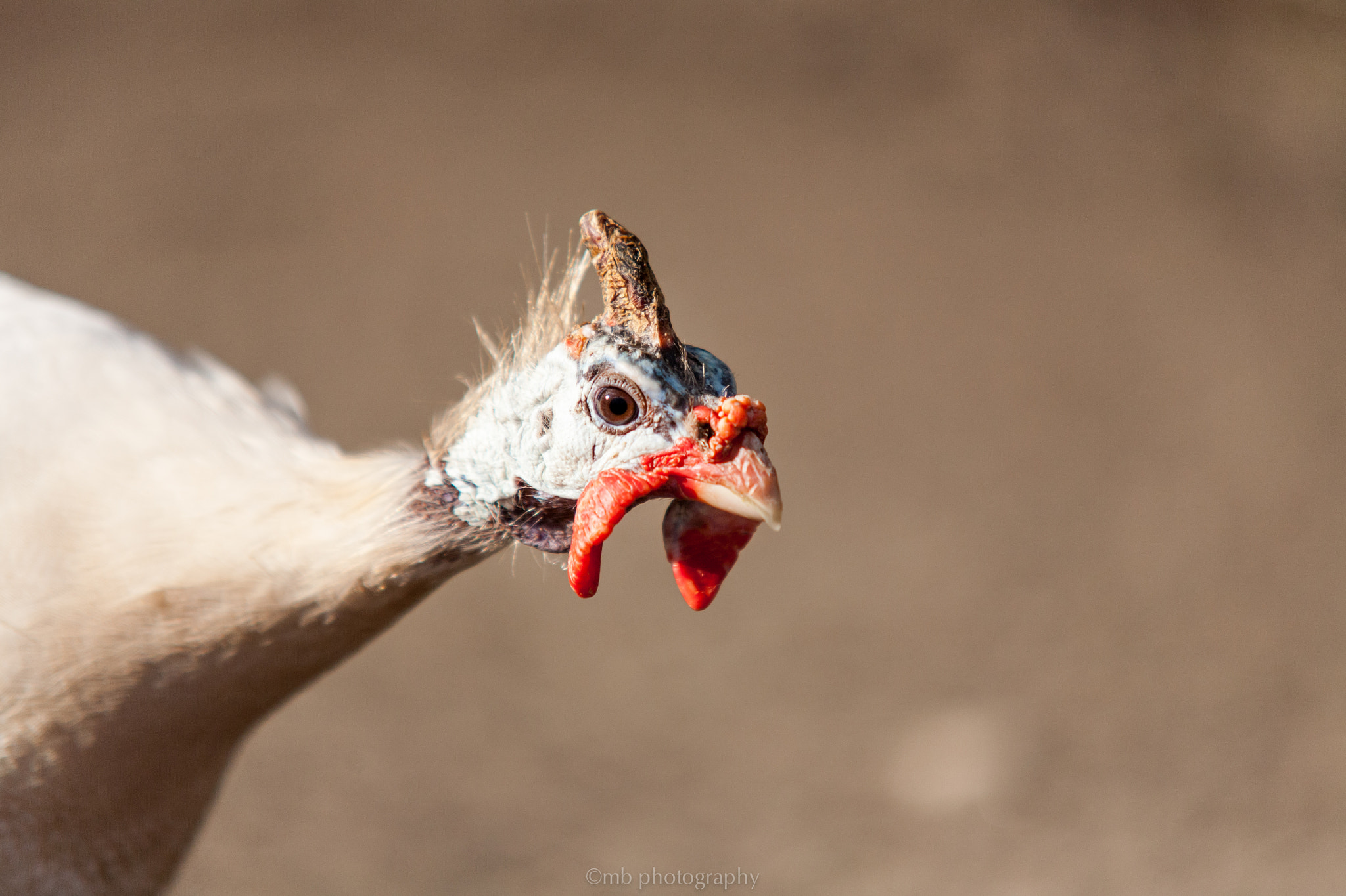 Sigma 70-200mm F2.8 EX DG OS HSM sample photo. Curious photography