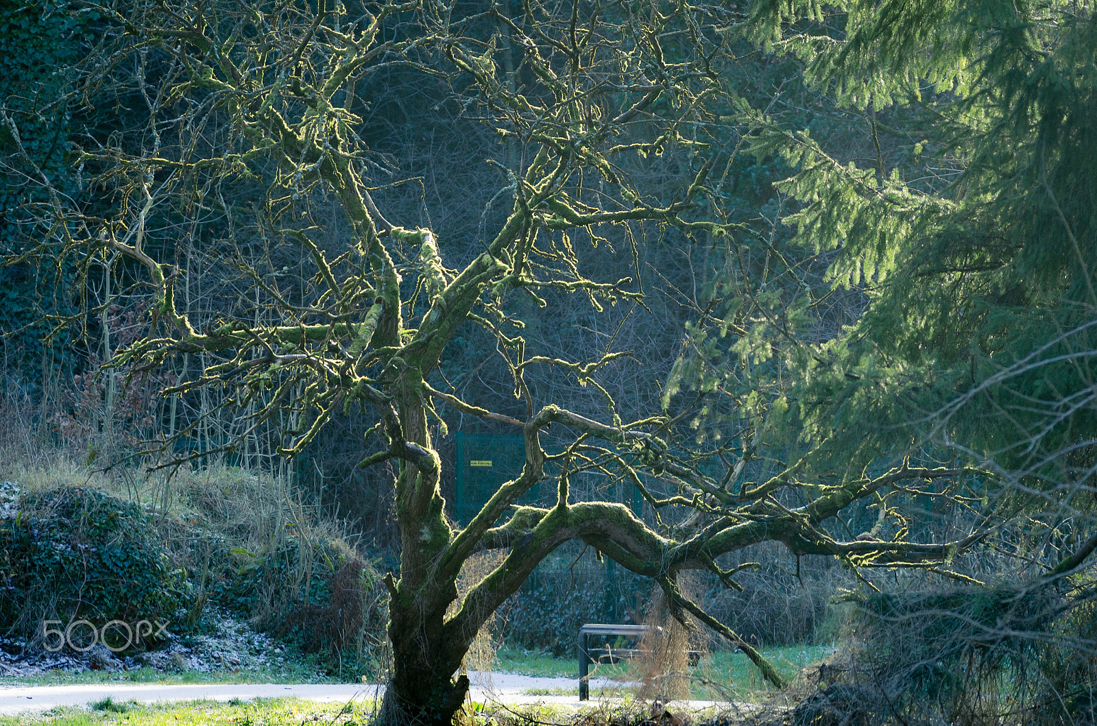 Pentax smc DA* 300mm F4.0 ED (IF) SDM sample photo. Winter tree photography