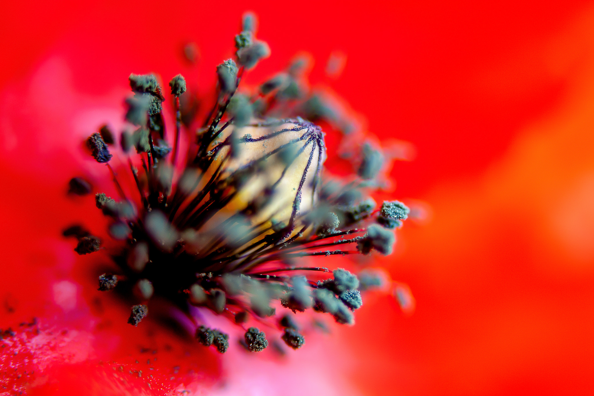 Canon EF 28-80mm f/3.5-5.6 sample photo. Coquelicot - poppy photography