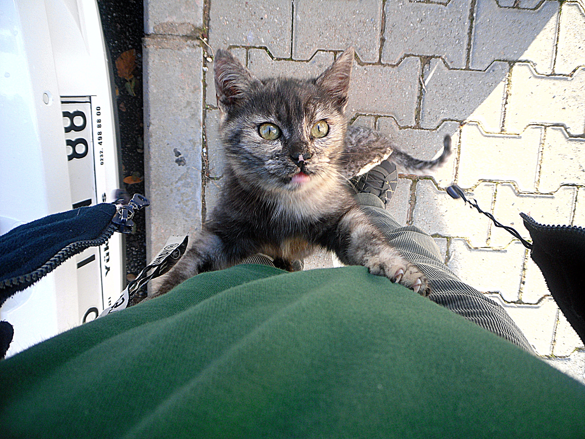 Samsung PL80/VLUU PL80/ SL630/ PL81 sample photo. Little cat photography