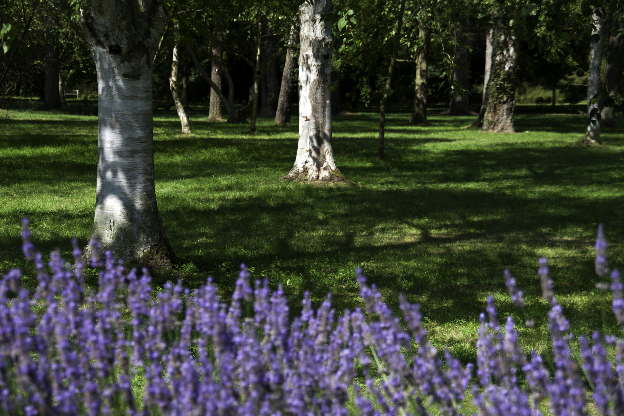 Sigma 18-200mm f/3.5-6.3 DC OS sample photo. Garden photography