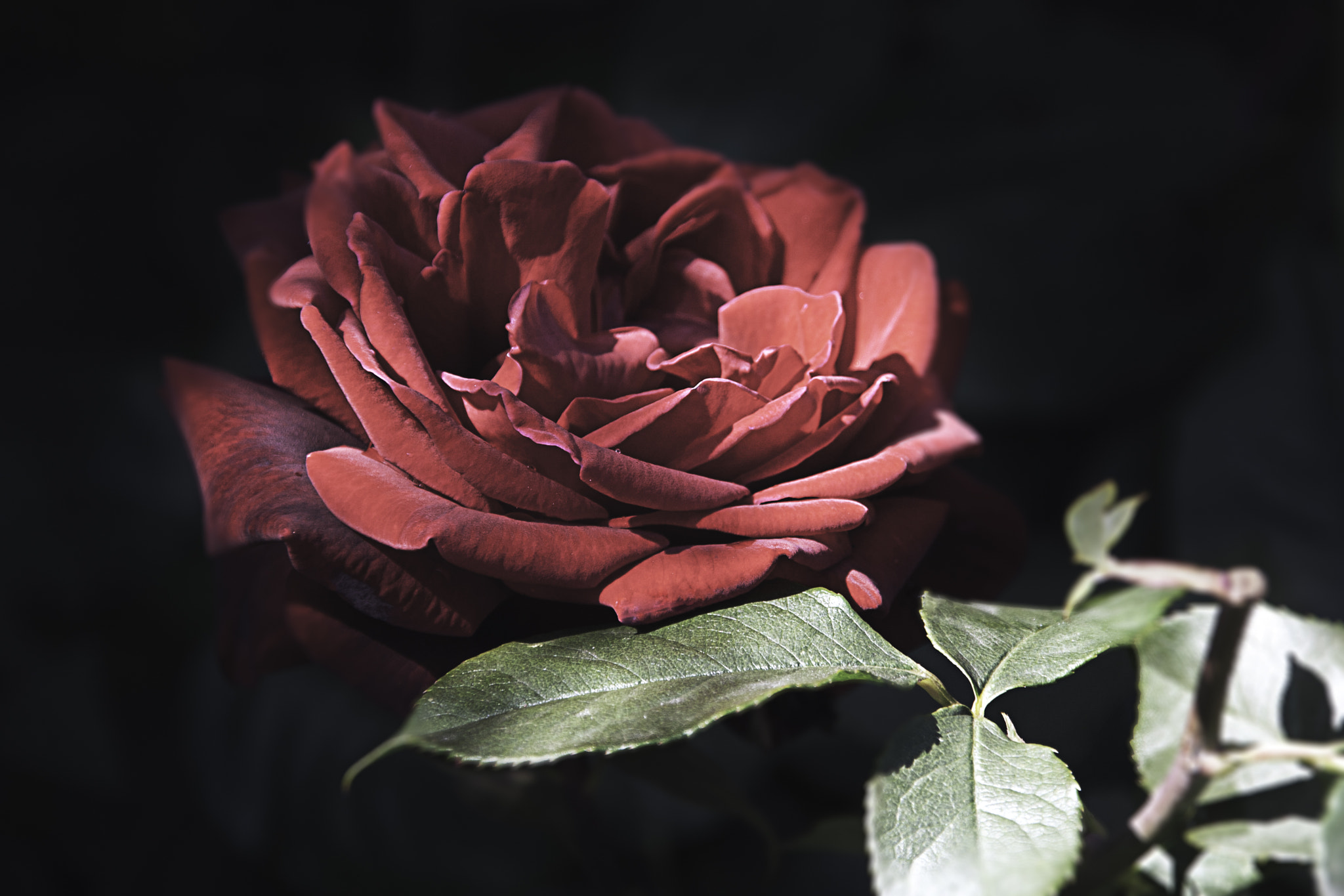 Sigma 18-200mm f/3.5-6.3 DC OS sample photo. Rose photography