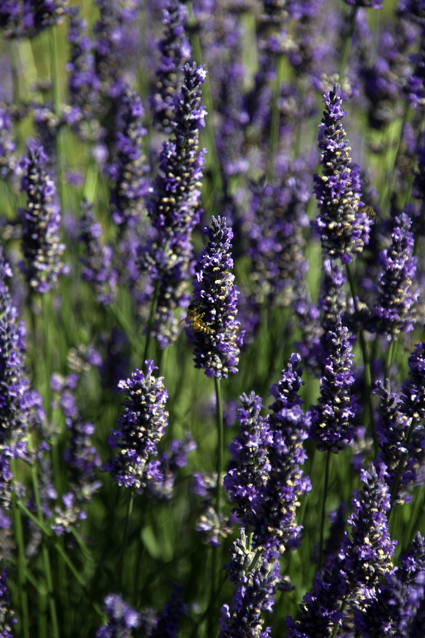 Sigma 18-200mm f/3.5-6.3 DC OS sample photo. Purple photography