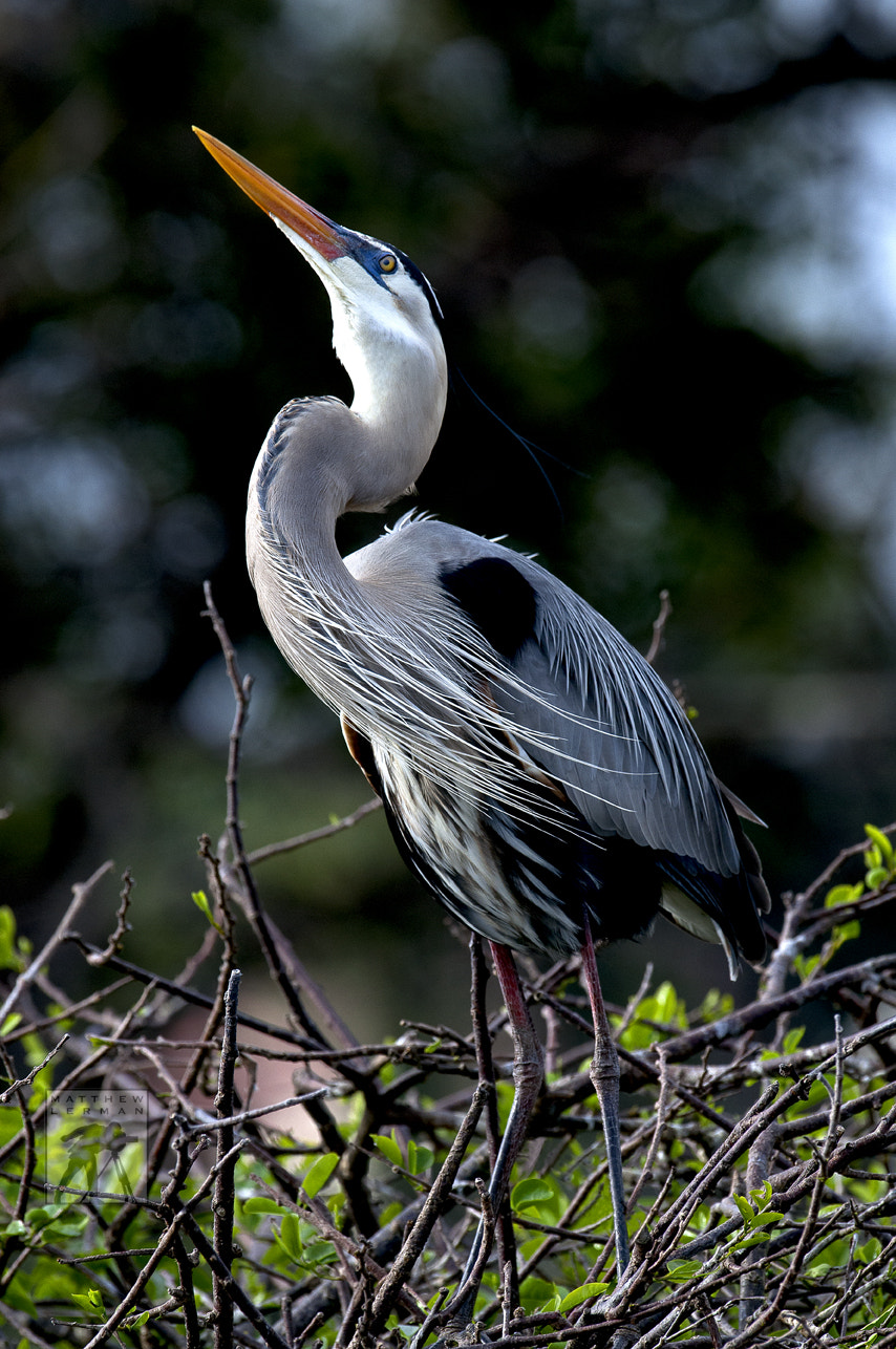 Nikon AF-S Nikkor 600mm F4G ED VR sample photo. Great blue heron photography