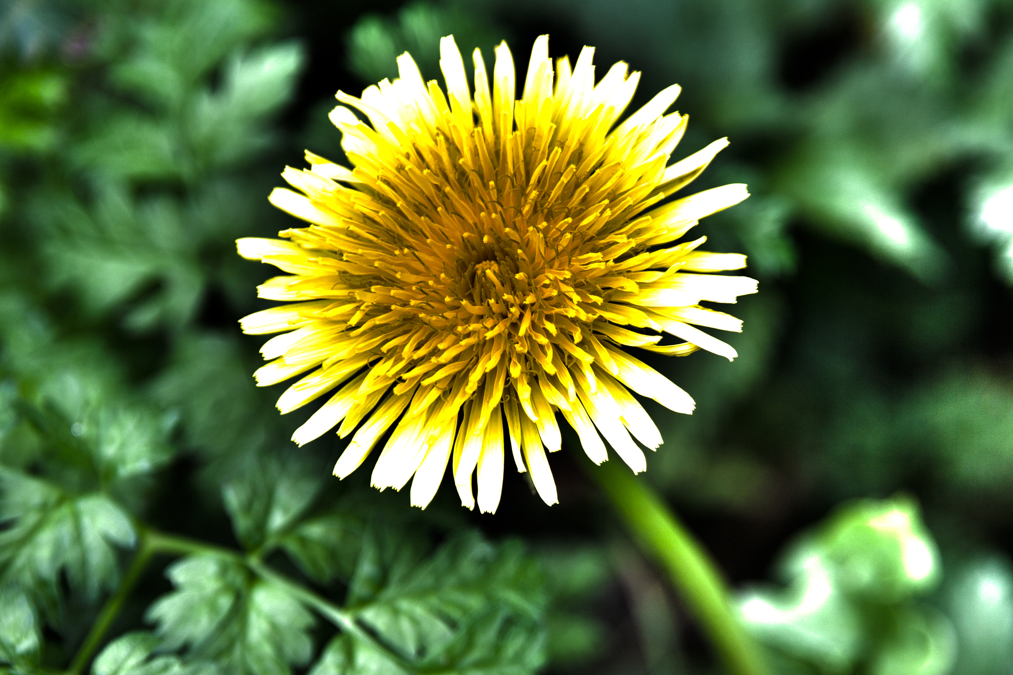 Sigma 18-200mm f/3.5-6.3 DC OS sample photo. Dandelion surrealistic photography