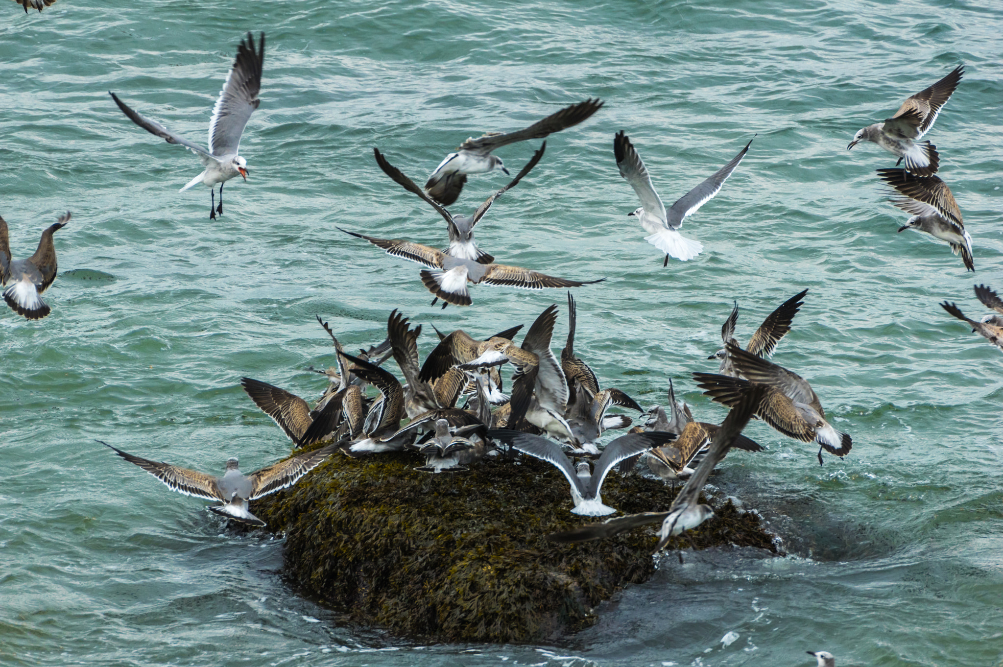 Pentax K-3 sample photo. Seagull feeding frenzy photography