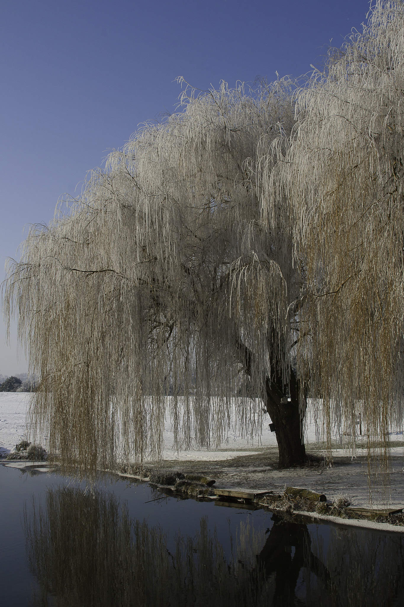 Canon EOS 30D + Sigma 18-200mm f/3.5-6.3 DC OS sample photo. Frosty willow photography