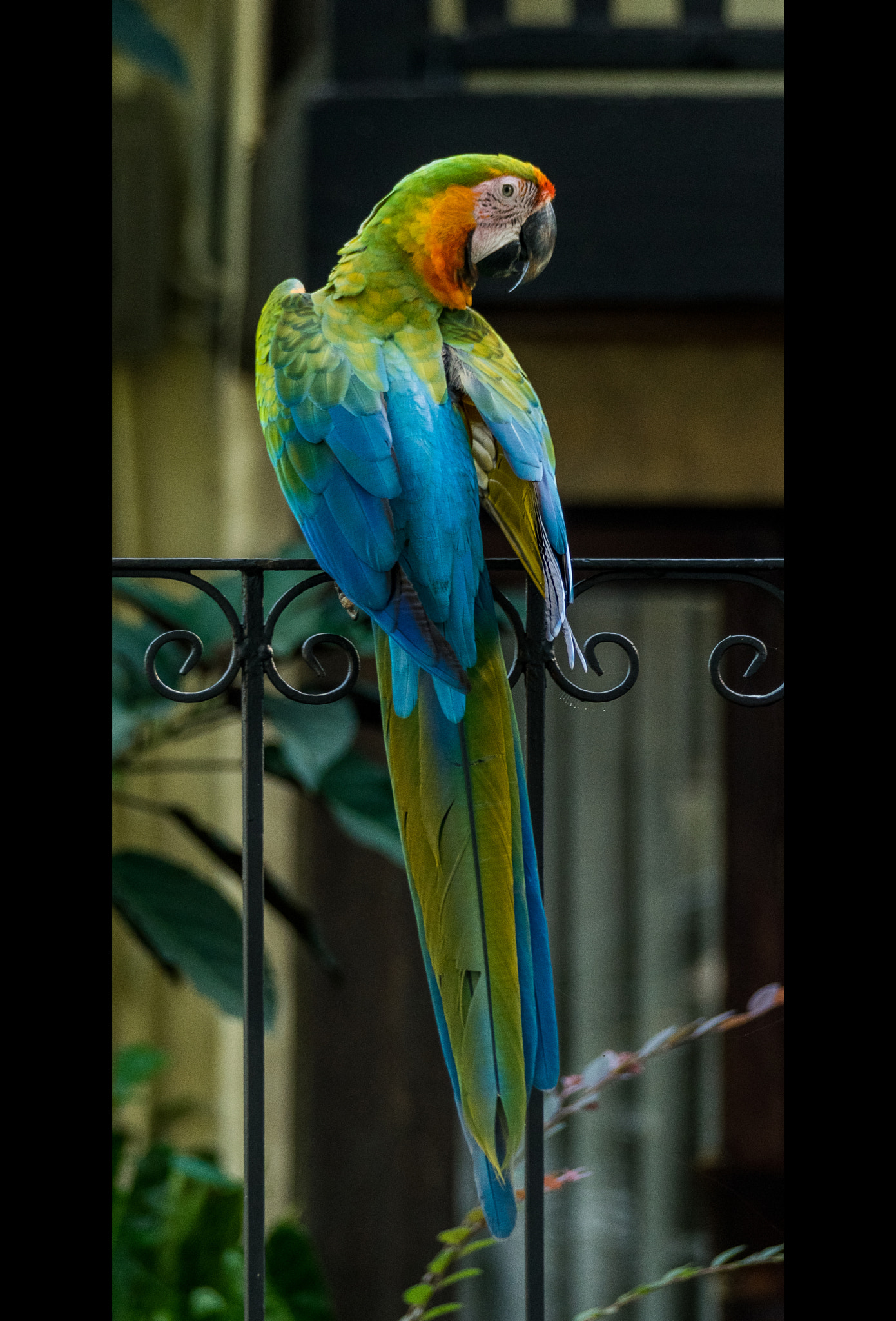 Nikon D5300 + Sigma 70-300mm F4-5.6 DG OS sample photo. La lapa photography