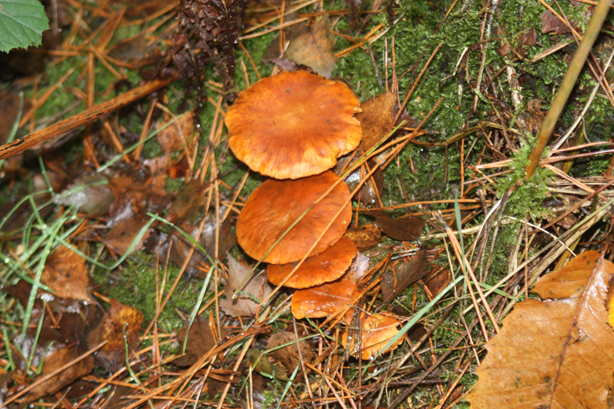 Canon EF 28-90mm f/4-5.6 USM sample photo. Mushroom 1 photography