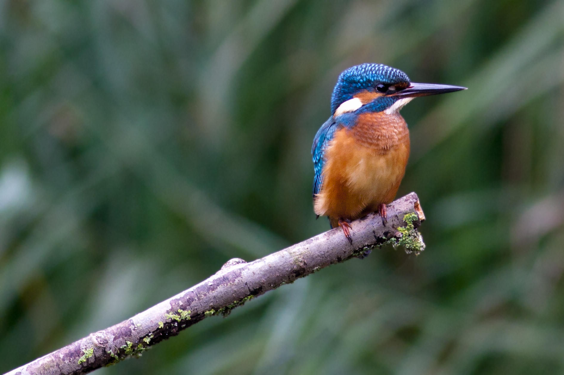 Canon EOS 30D + Canon EF 300mm F4L IS USM sample photo. Kingfisher photography