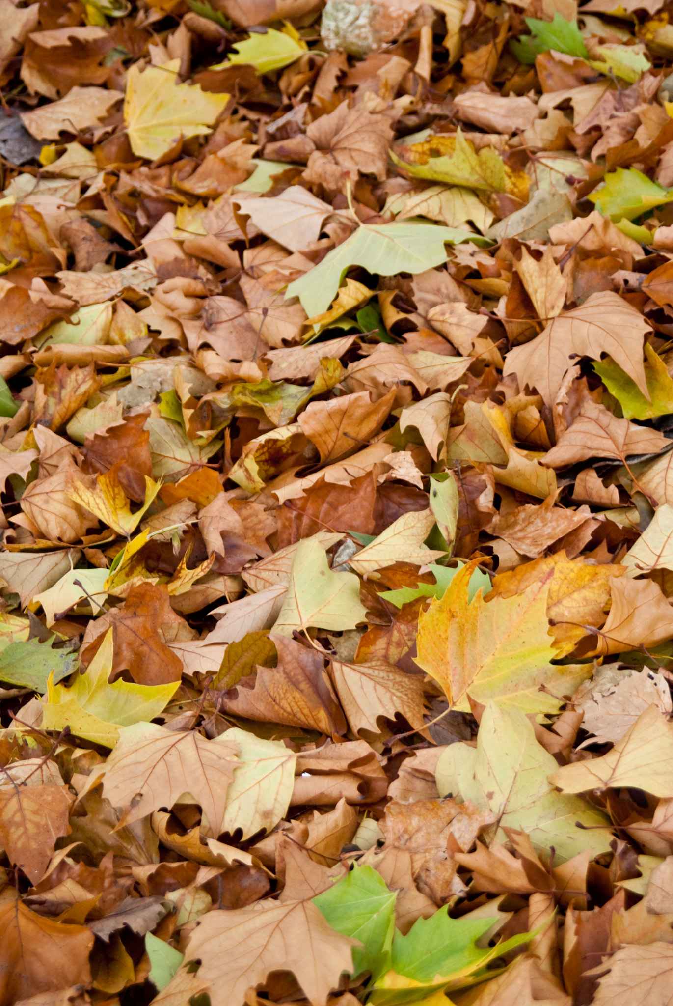 Sony Alpha DSLR-A200 + 35-70mm F4 sample photo. Many leaves photography