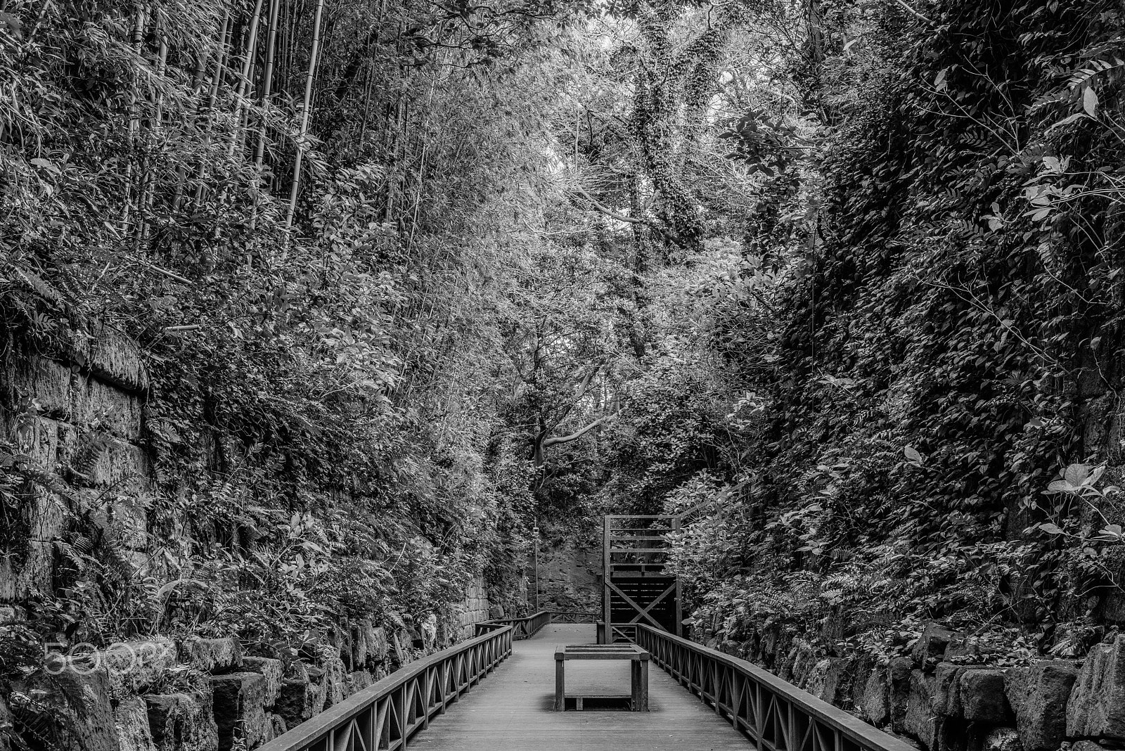 Nikon D810 + ZEISS Otus 55mm F1.4 sample photo. Natural forest, artificial road photography