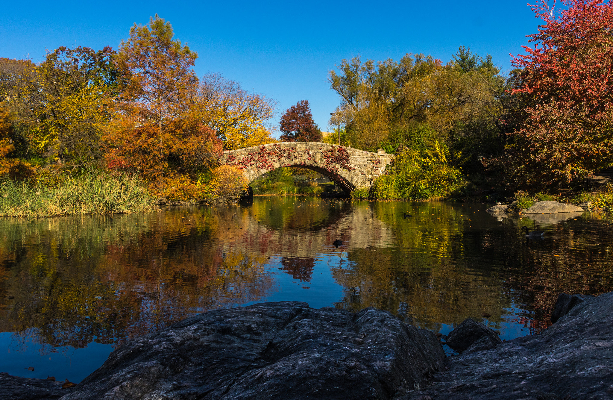 HD Pentax DA 15mm F4 ED AL Limited sample photo. Bridge at the pond, central park, nyc photography