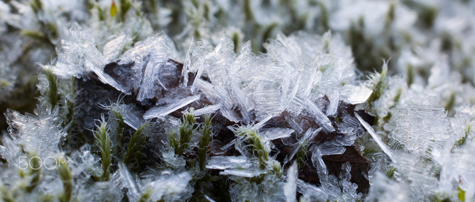Pentax smc DA 35mm F2.8 Macro Limited sample photo. Frozen plants photography