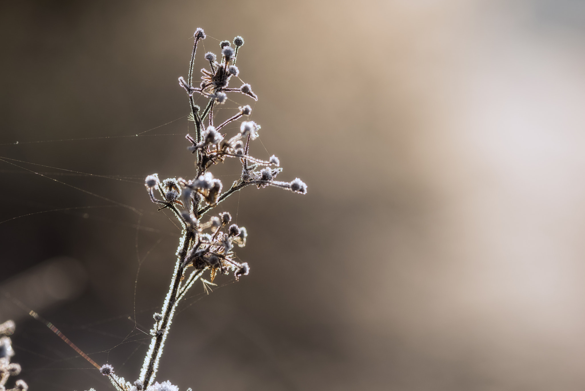 Nikon D810 + ZEISS Makro-Planar T* 100mm F2 sample photo. Touch of winter photography