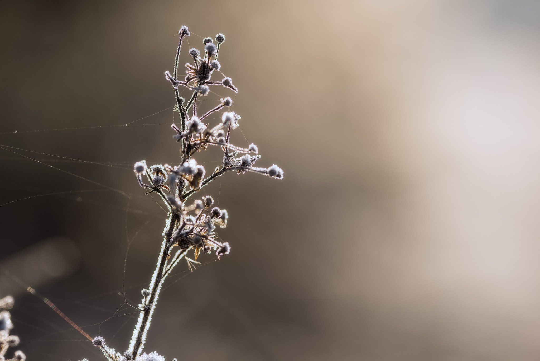 ZEISS Makro-Planar T* 100mm F2 sample photo. Touch of winter photography